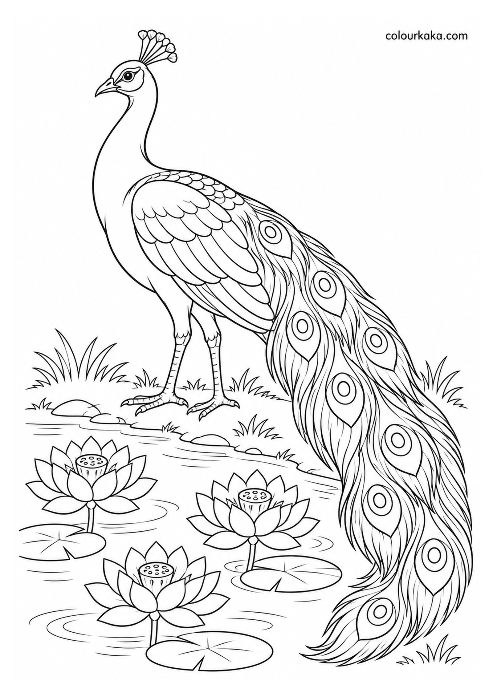 Peacock Near Lotus Flowers Colouring Page colouring page preview