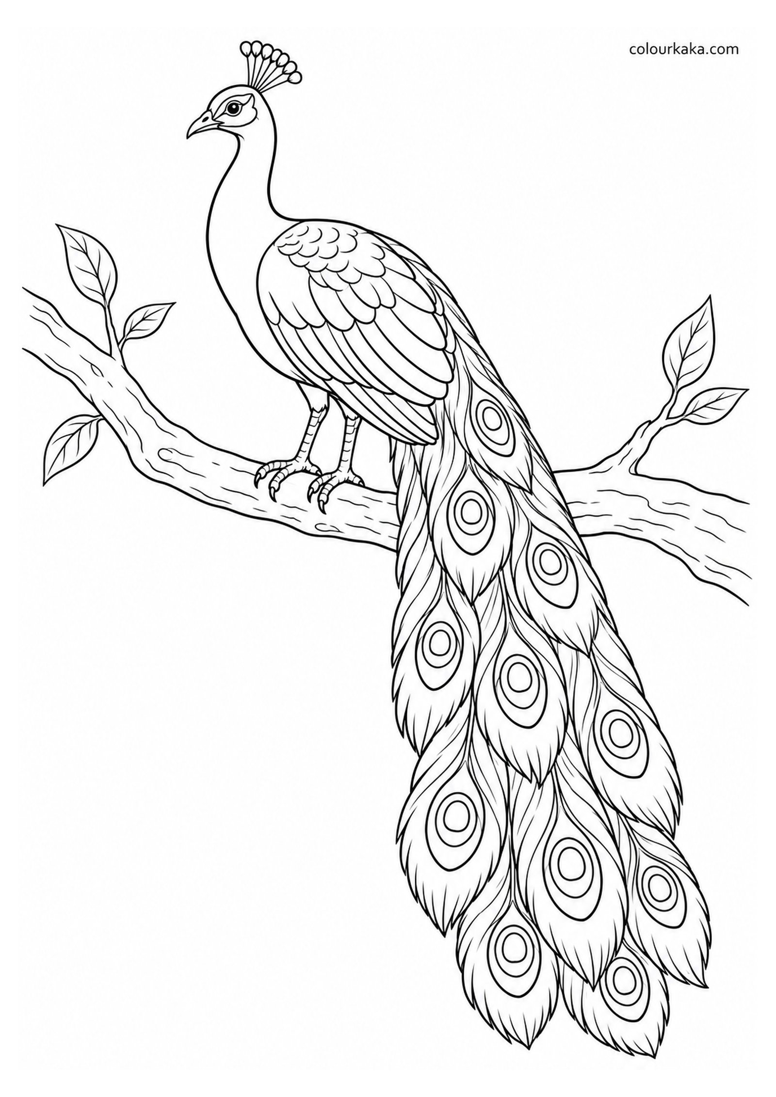 Peacock Resting on a Tree Branch Colouring Page colouring page preview