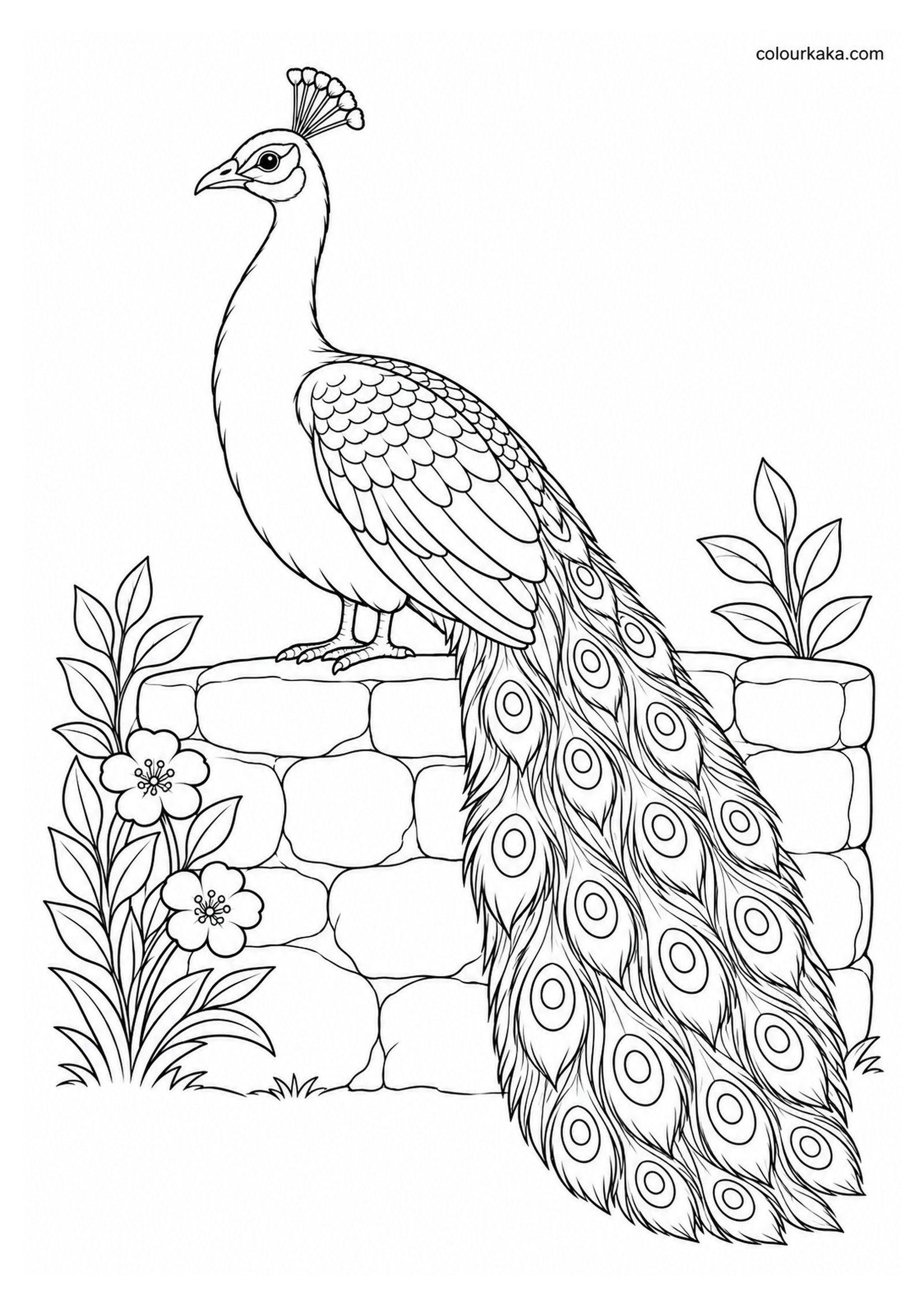 Peacock Sitting on a Garden Wall Colouring Page colouring page preview