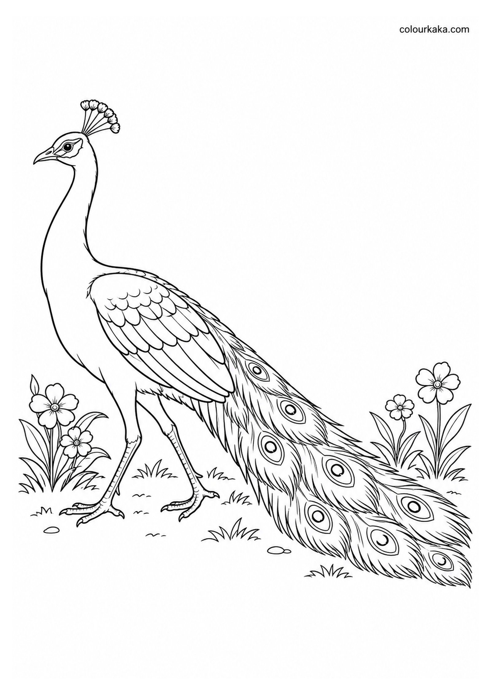 Peacock Walking in a Garden Colouring Page colouring page preview