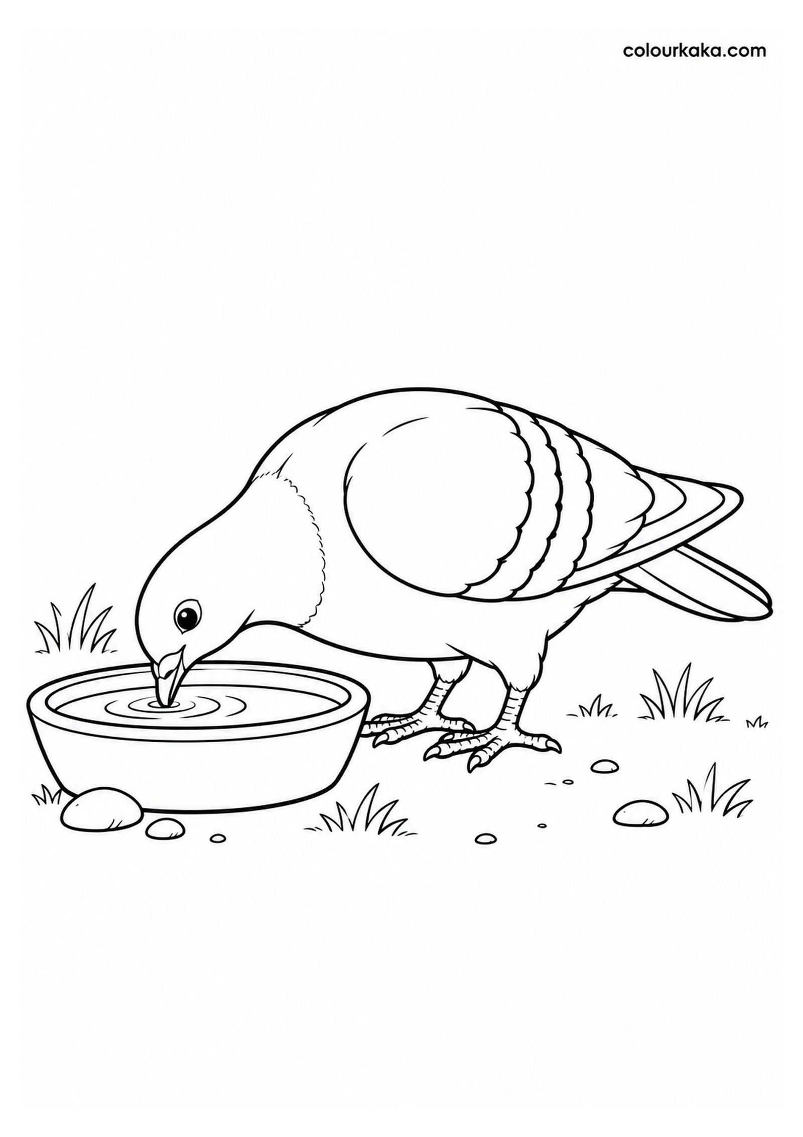 Pigeon Drinking Water from a Bowl Colouring Page colouring page preview