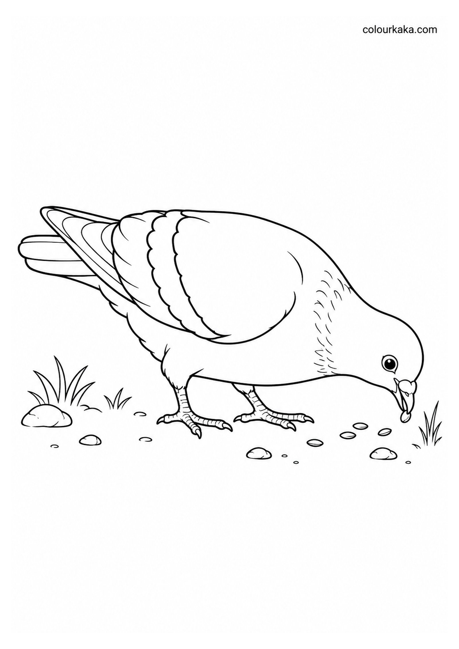Pigeon Pecking Grains on the Ground Colouring Page colouring page preview