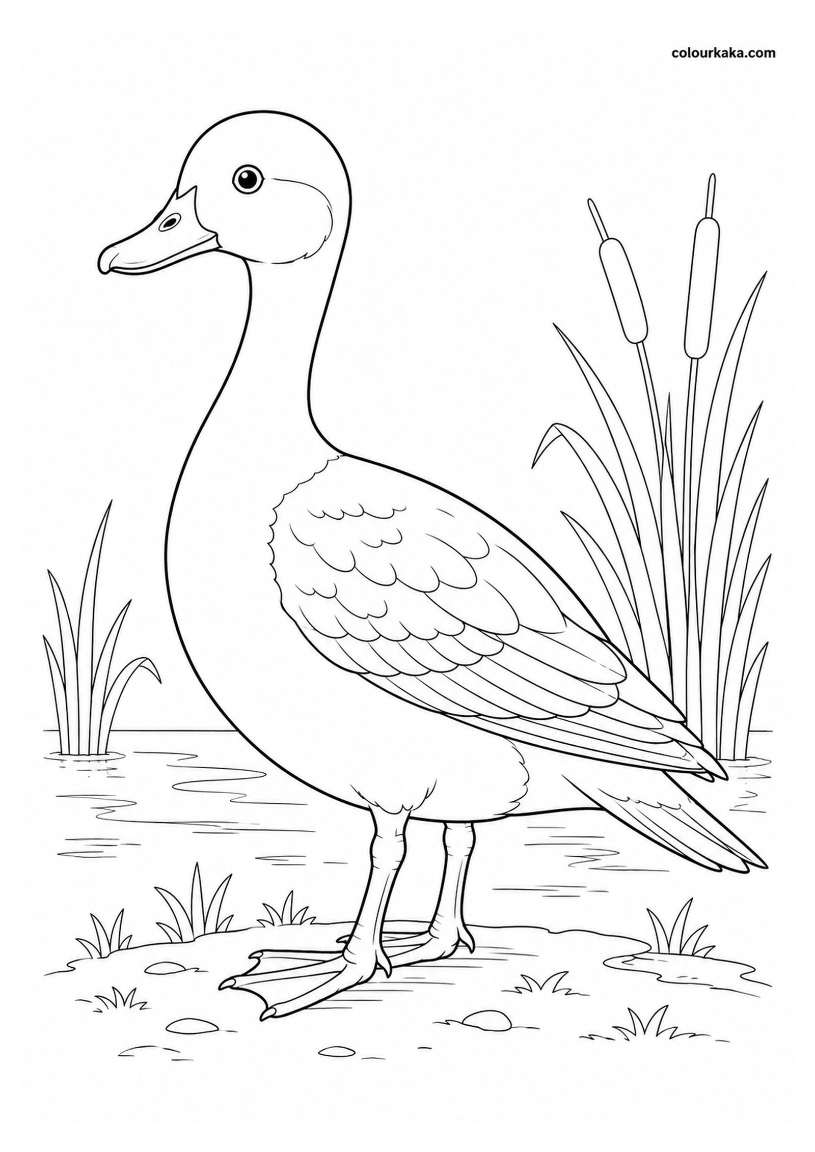 Pink-headed Duck Colouring Page colouring page preview