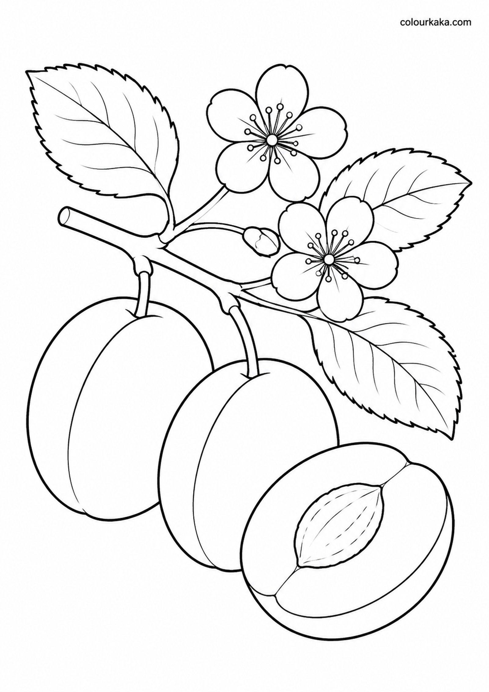 Plum Orchard Colouring Page colouring page preview