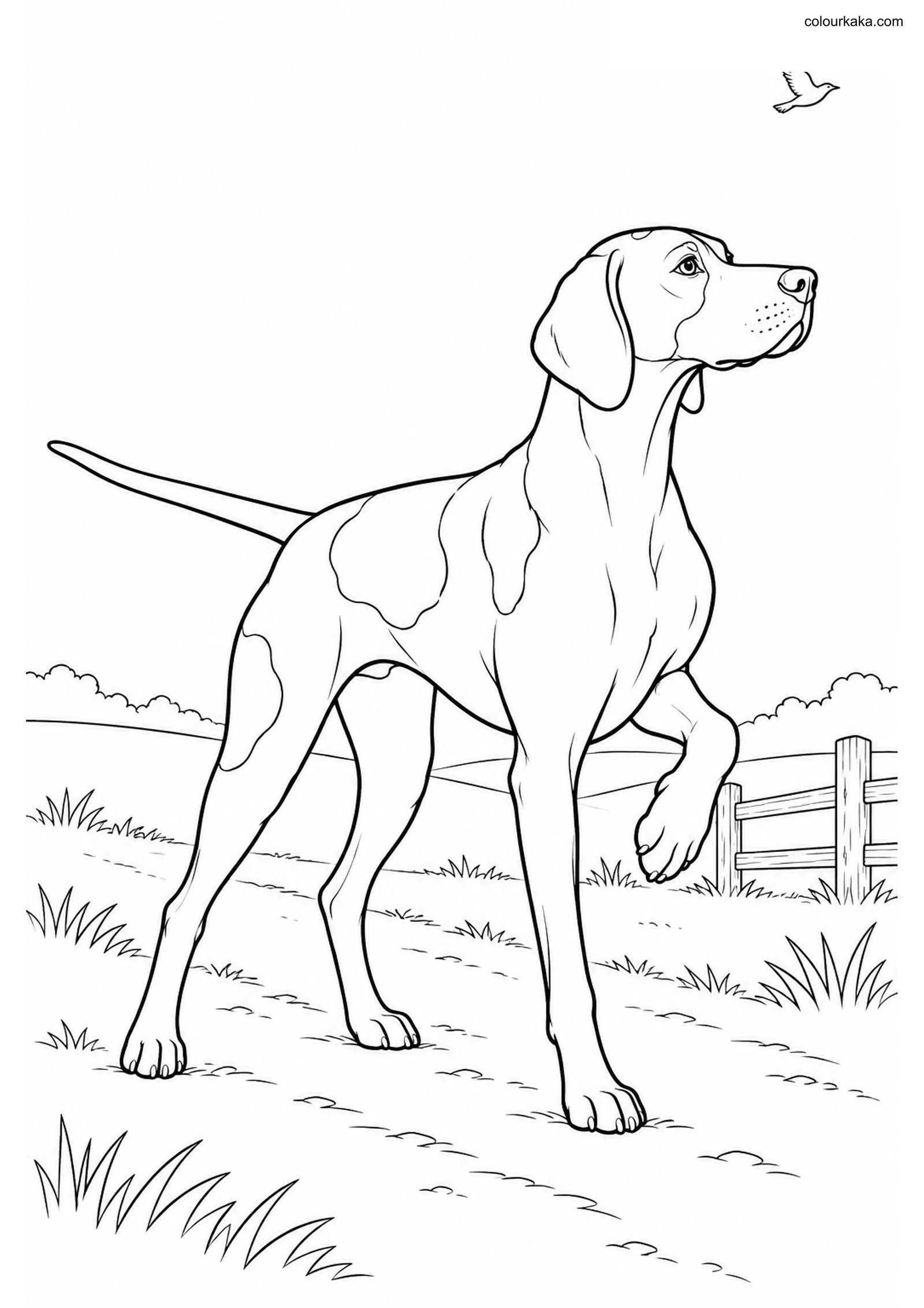 Pointer Dog Coloring Page colouring page preview