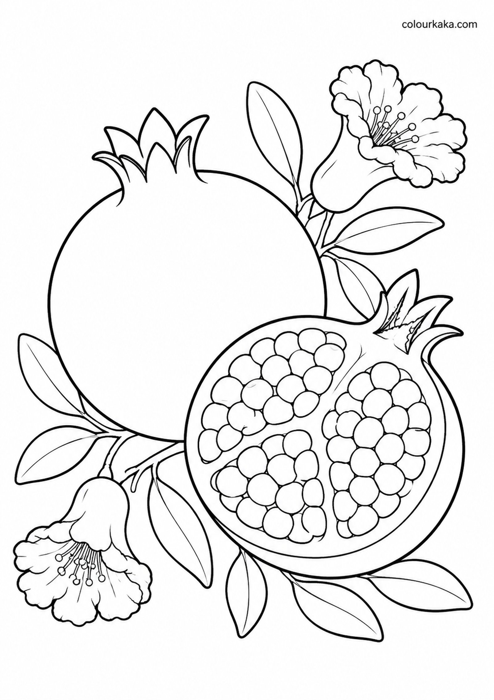 Pomegranate Colouring Page colouring page preview