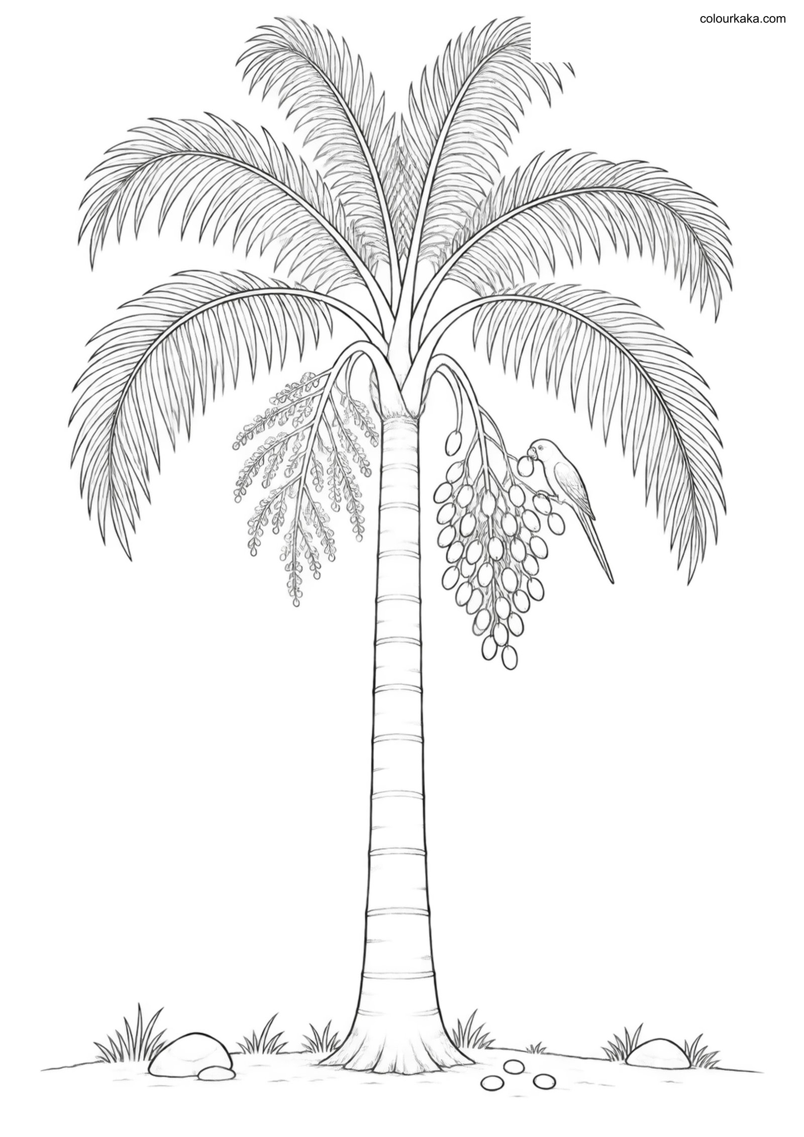 Queen Palm Fruit Colouring Page colouring page preview