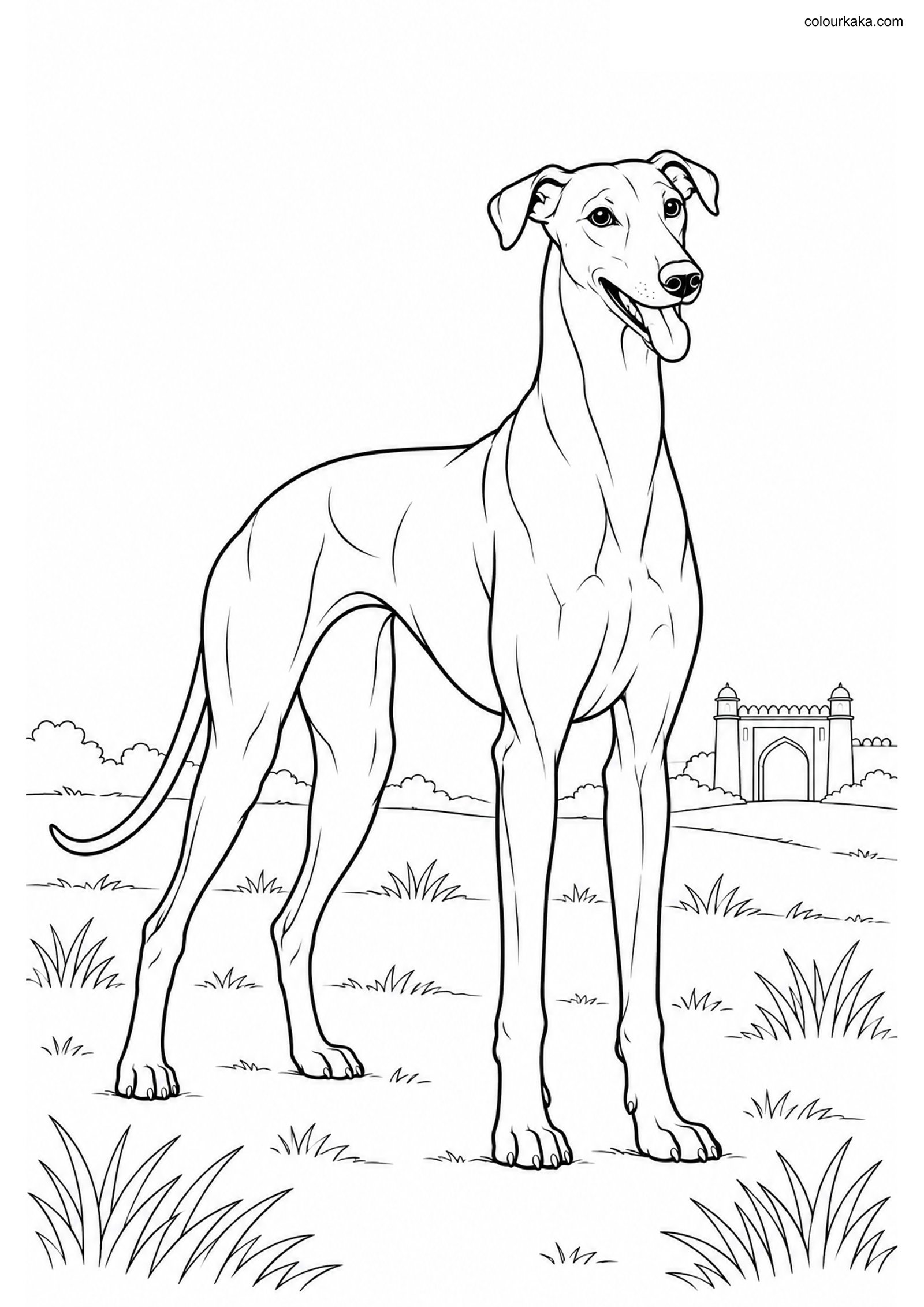 Rampur Greyhound Coloring Page colouring page preview