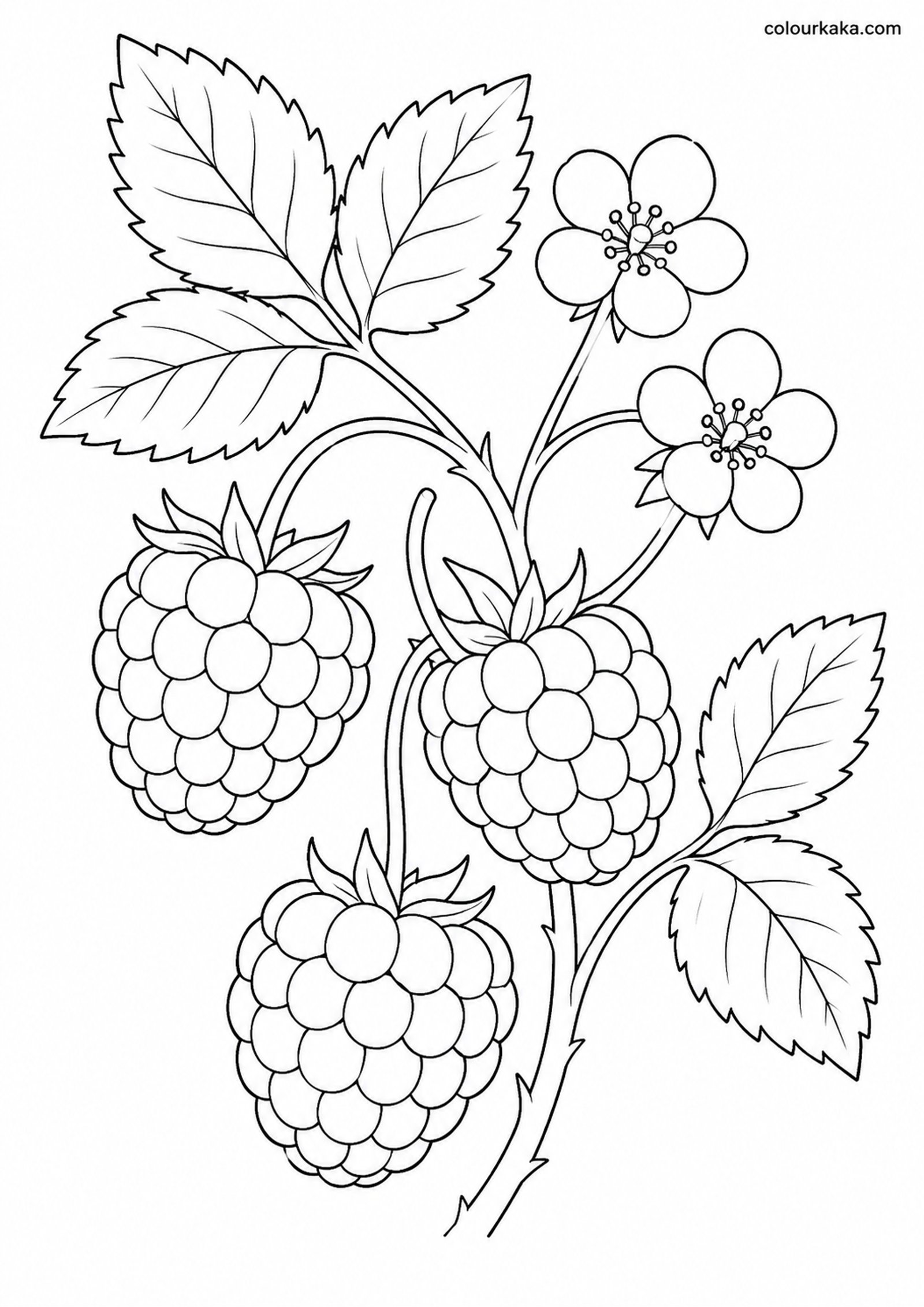 Raspberry Patch Colouring colouring page preview