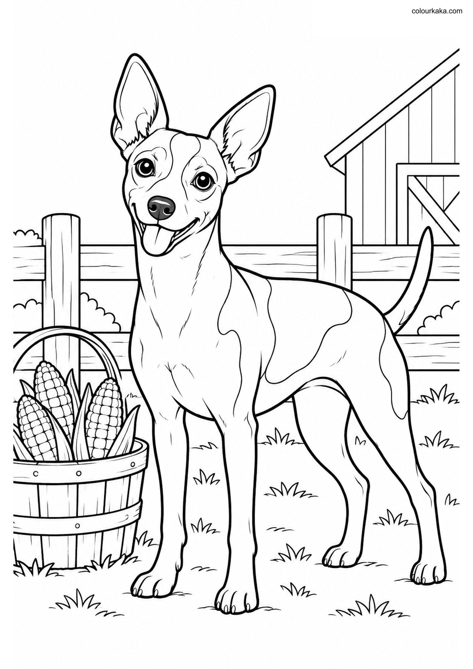 Rat Terrier Colouring Page colouring page preview