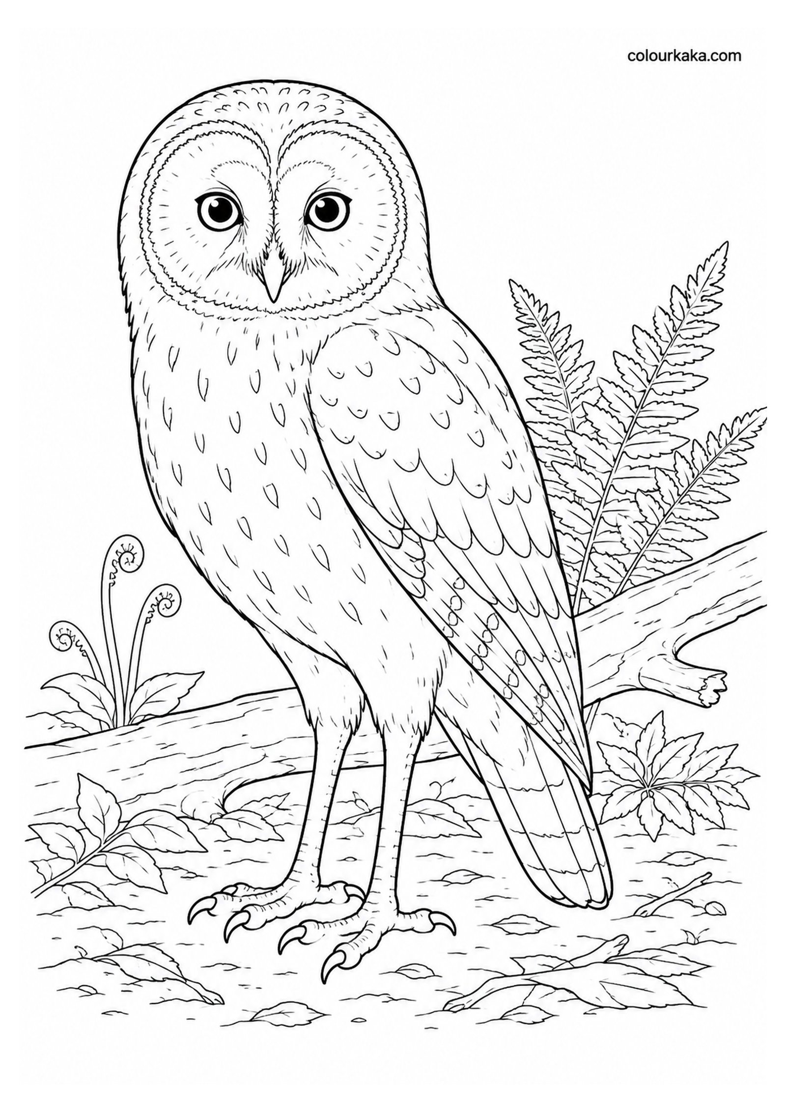 Réunion Owl Colouring Page colouring page preview
