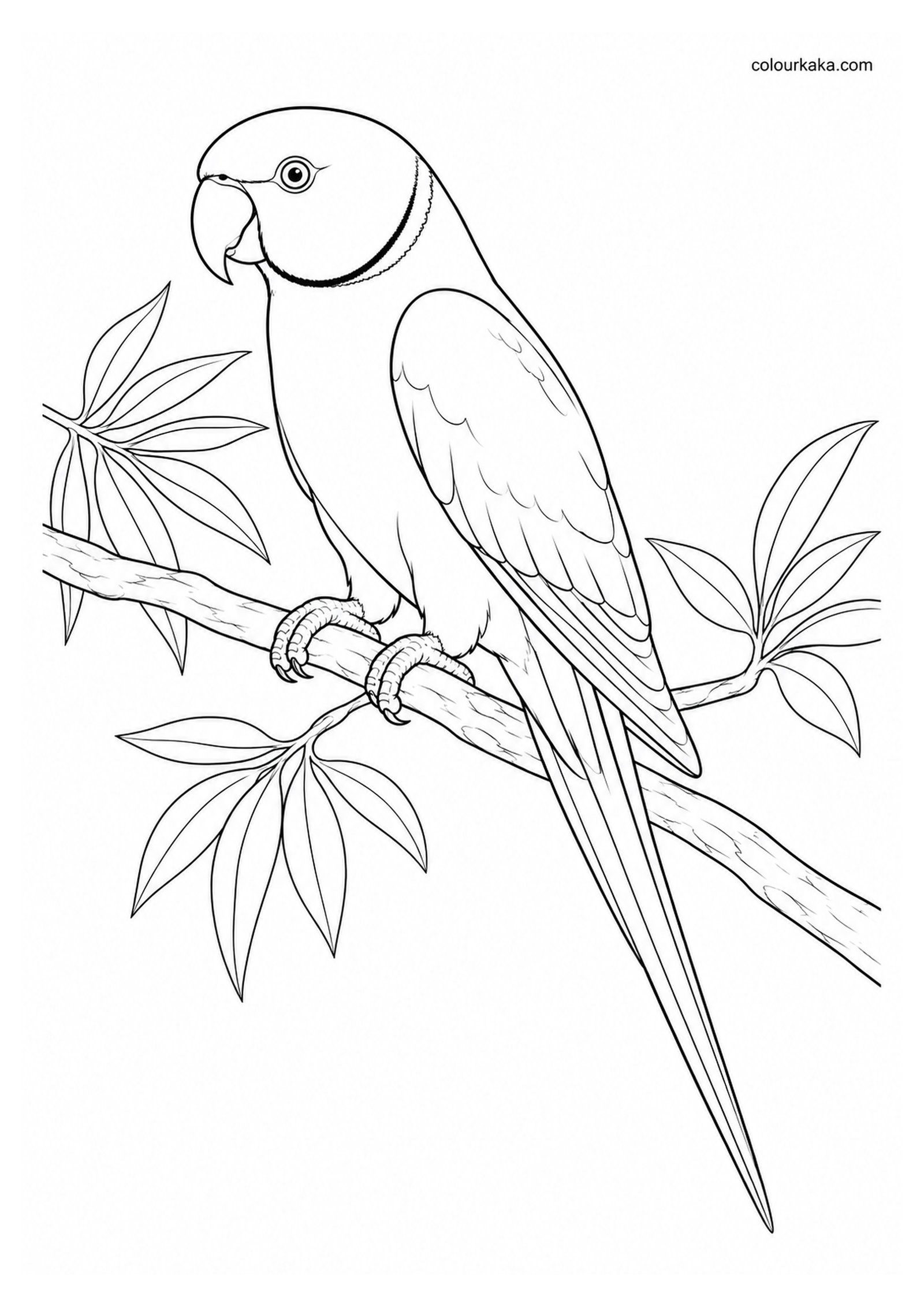 Réunion Parakeet Colouring Page colouring page preview