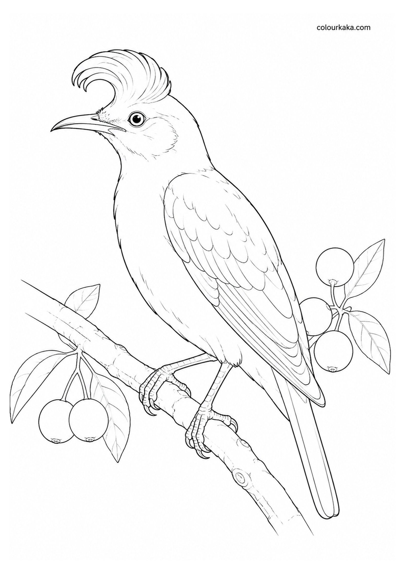 Réunion Starling Colouring Page colouring page preview