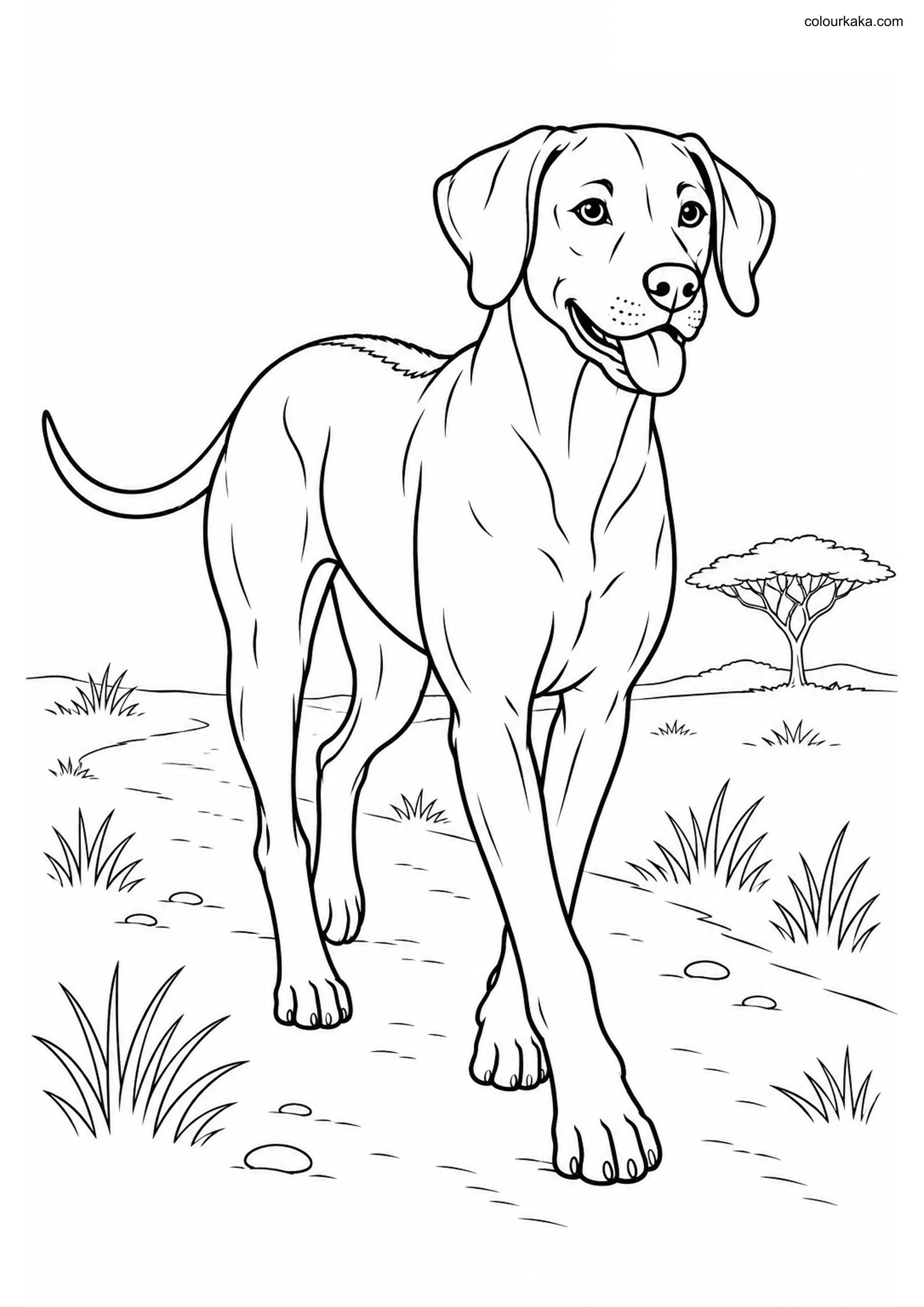 Rhodesian Ridgeback Colouring colouring page preview