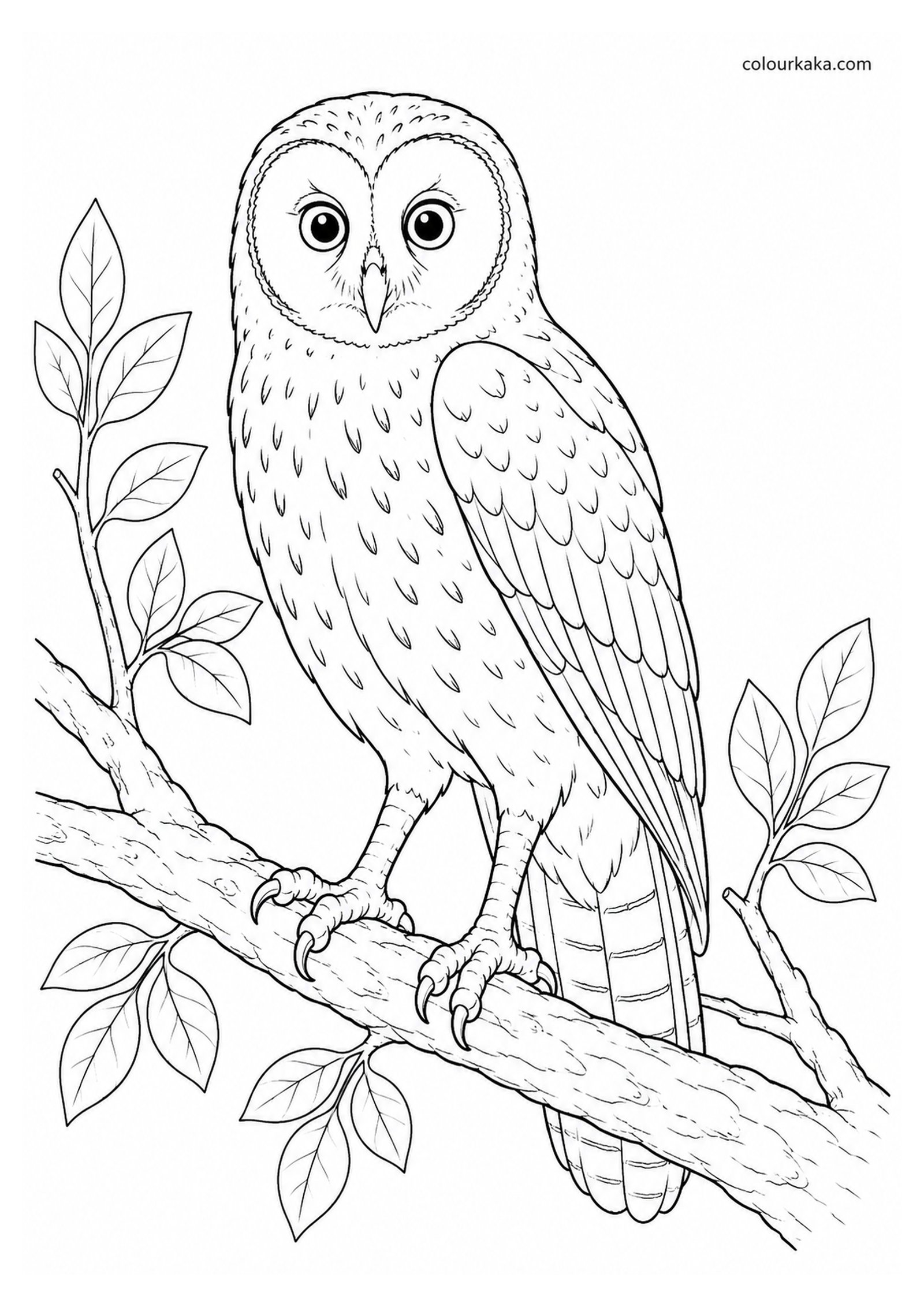 Rodrigues Owl Colouring Page colouring page preview