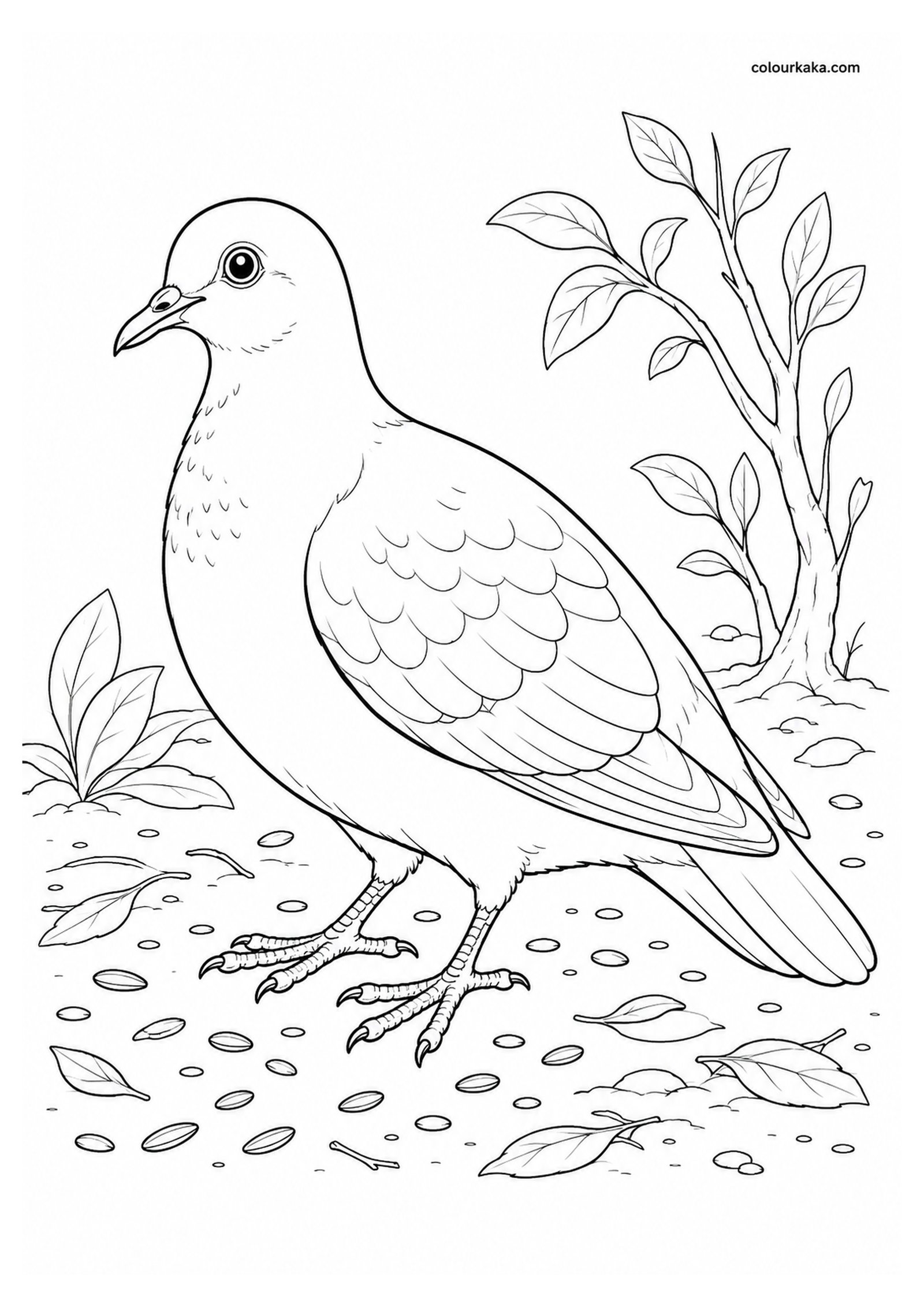 Rodrigues Pigeon Colouring Page colouring page preview