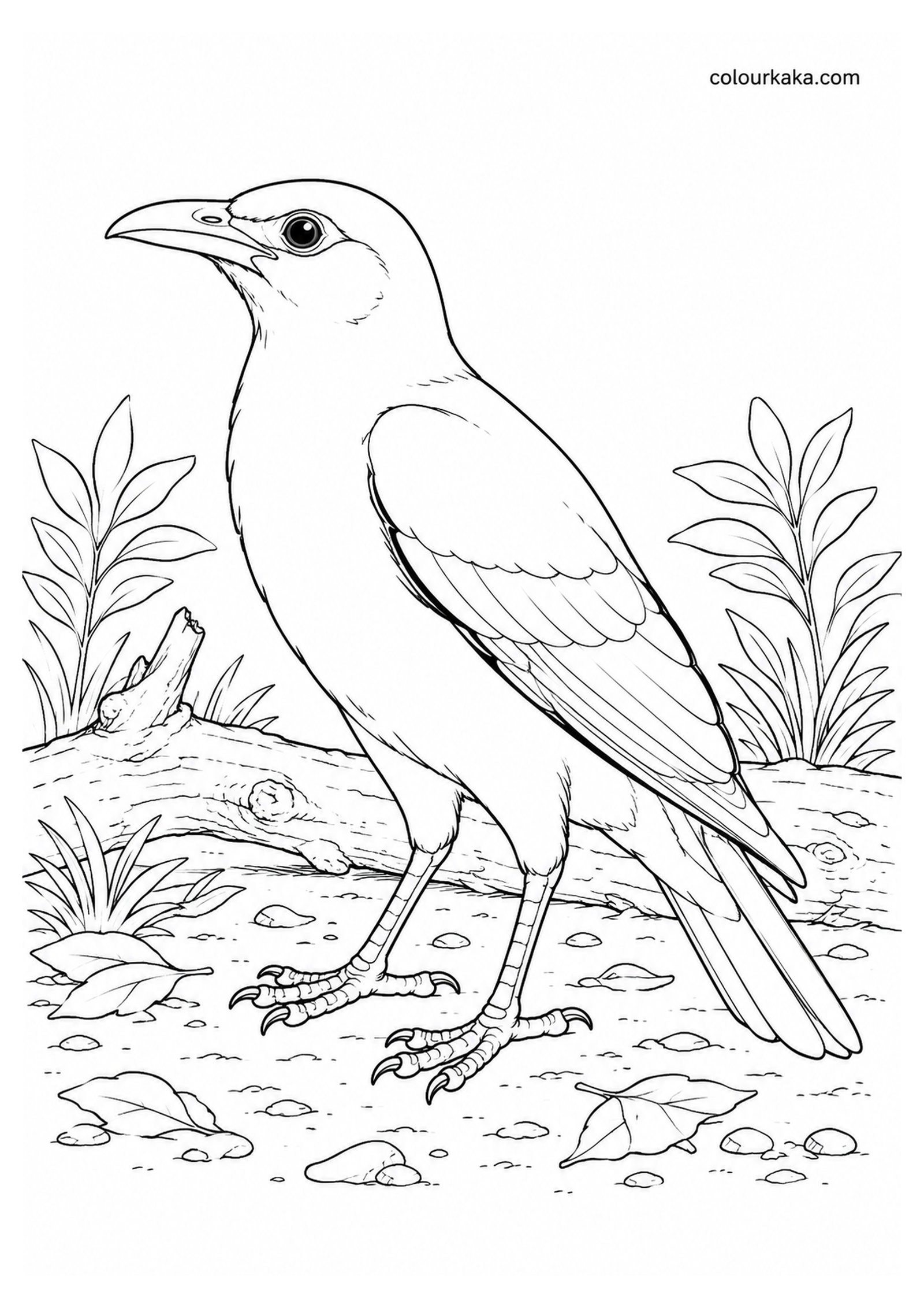 Rodrigues Starling Colouring Page colouring page preview