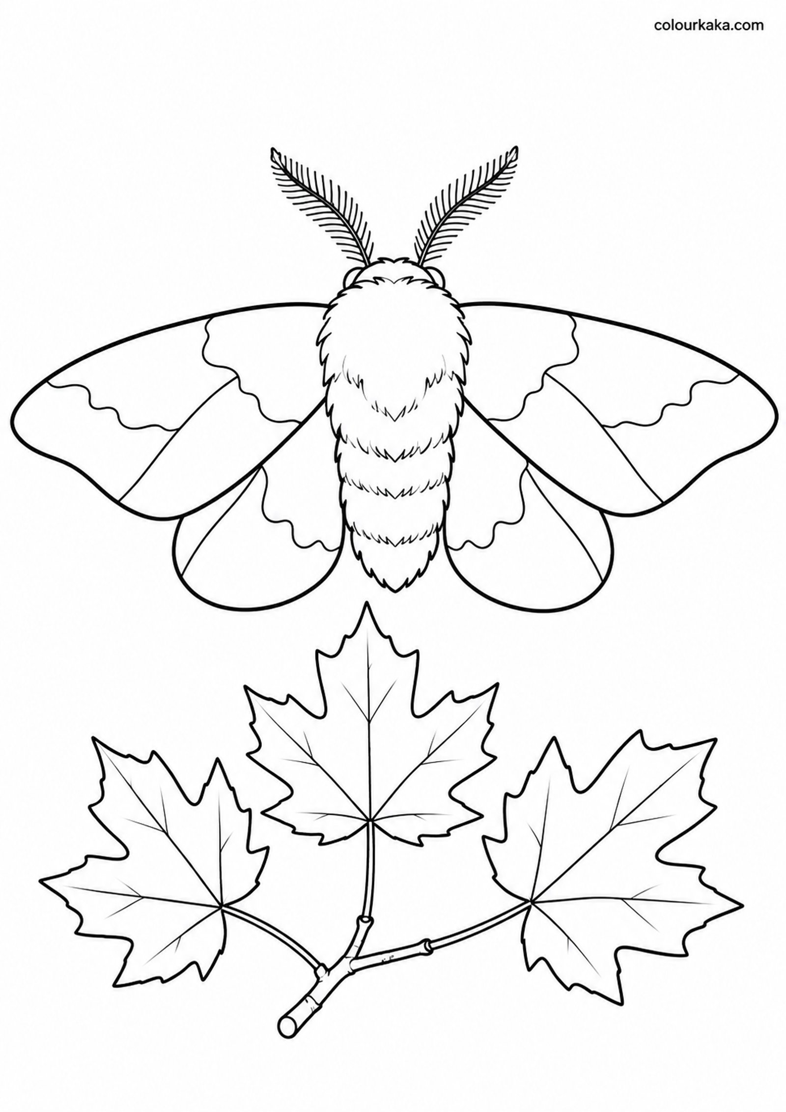 Rosy Maple Moth Colouring colouring page preview
