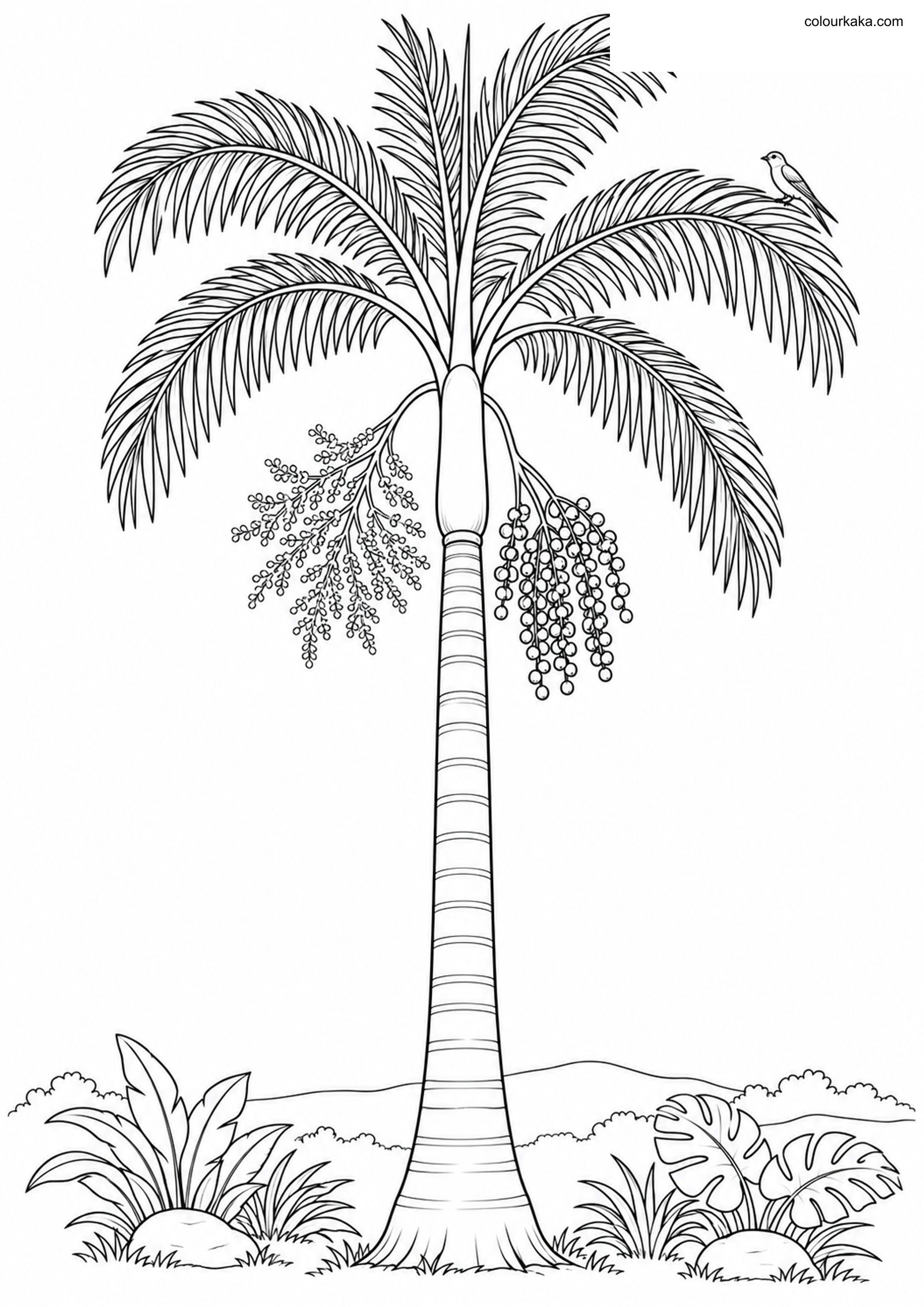 Royal Palm Wildlife Page colouring page preview