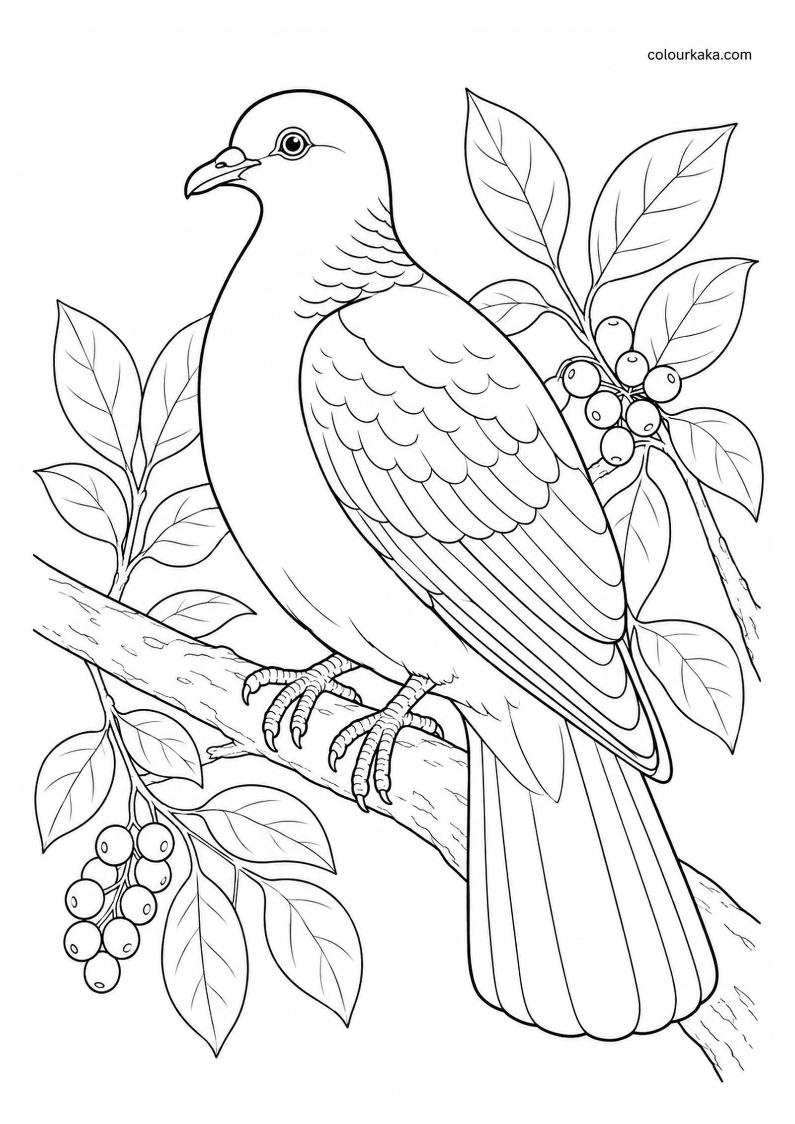Ryukyu Wood Pigeon Colouring Page colouring page preview
