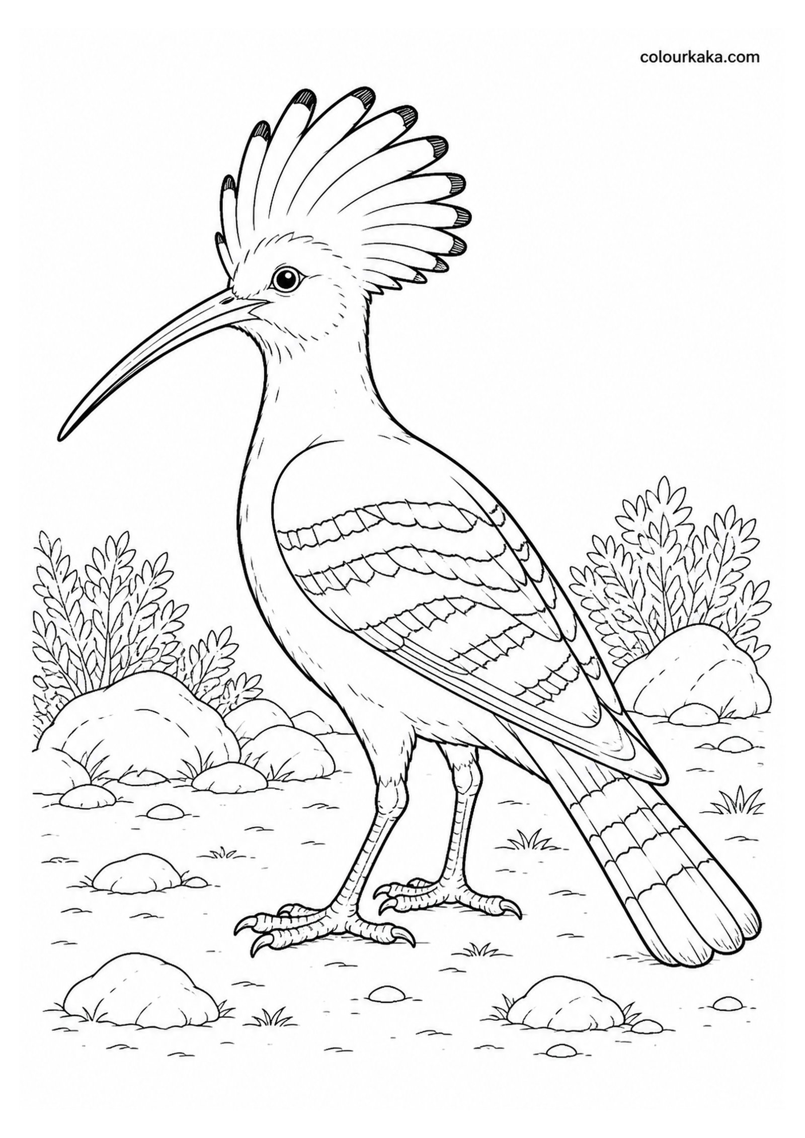 Saint Helena Hoopoe Colouring Page colouring page preview