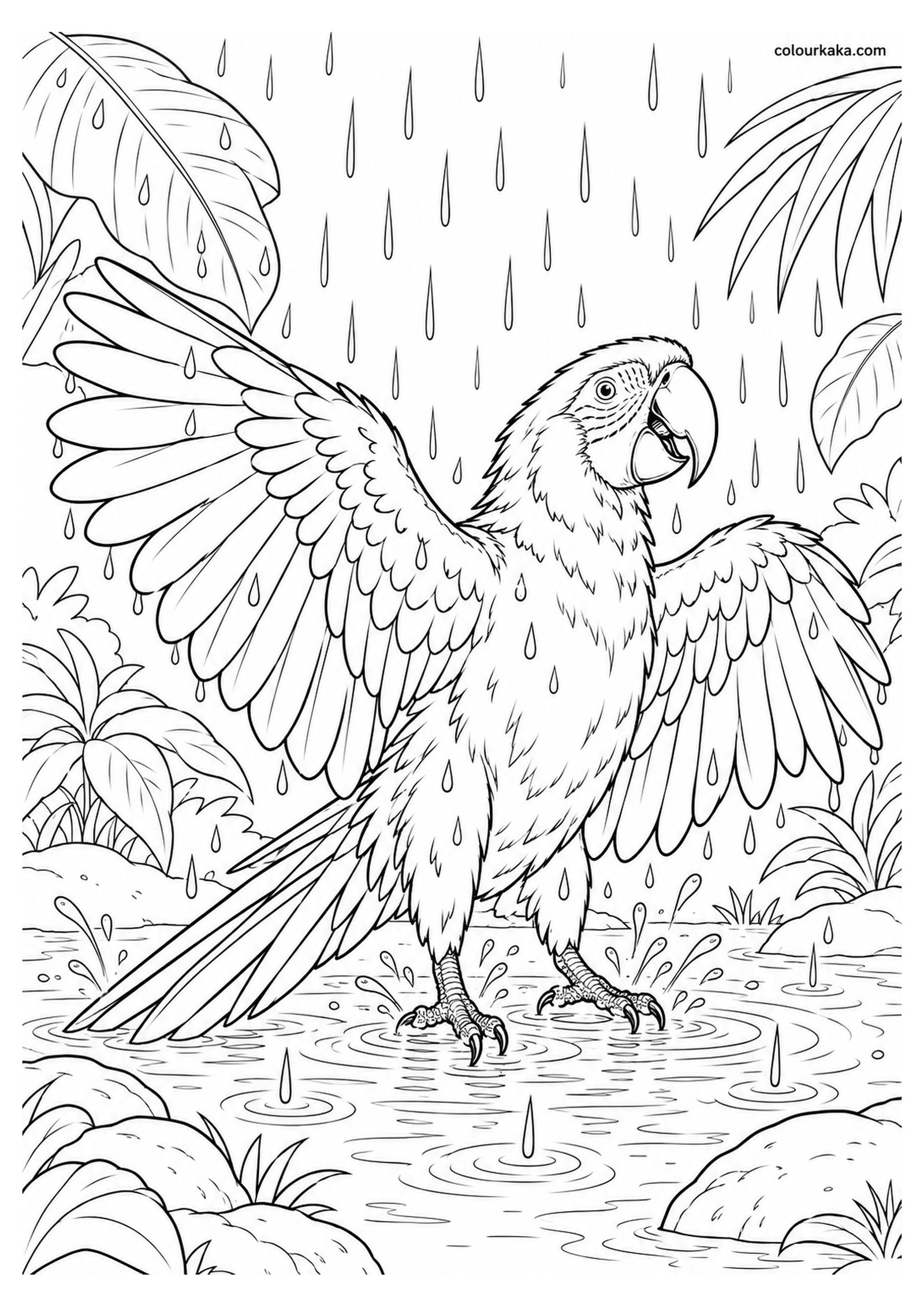 Scarlet Macaw Bathing in Tropical Rain Colouring Page colouring page preview