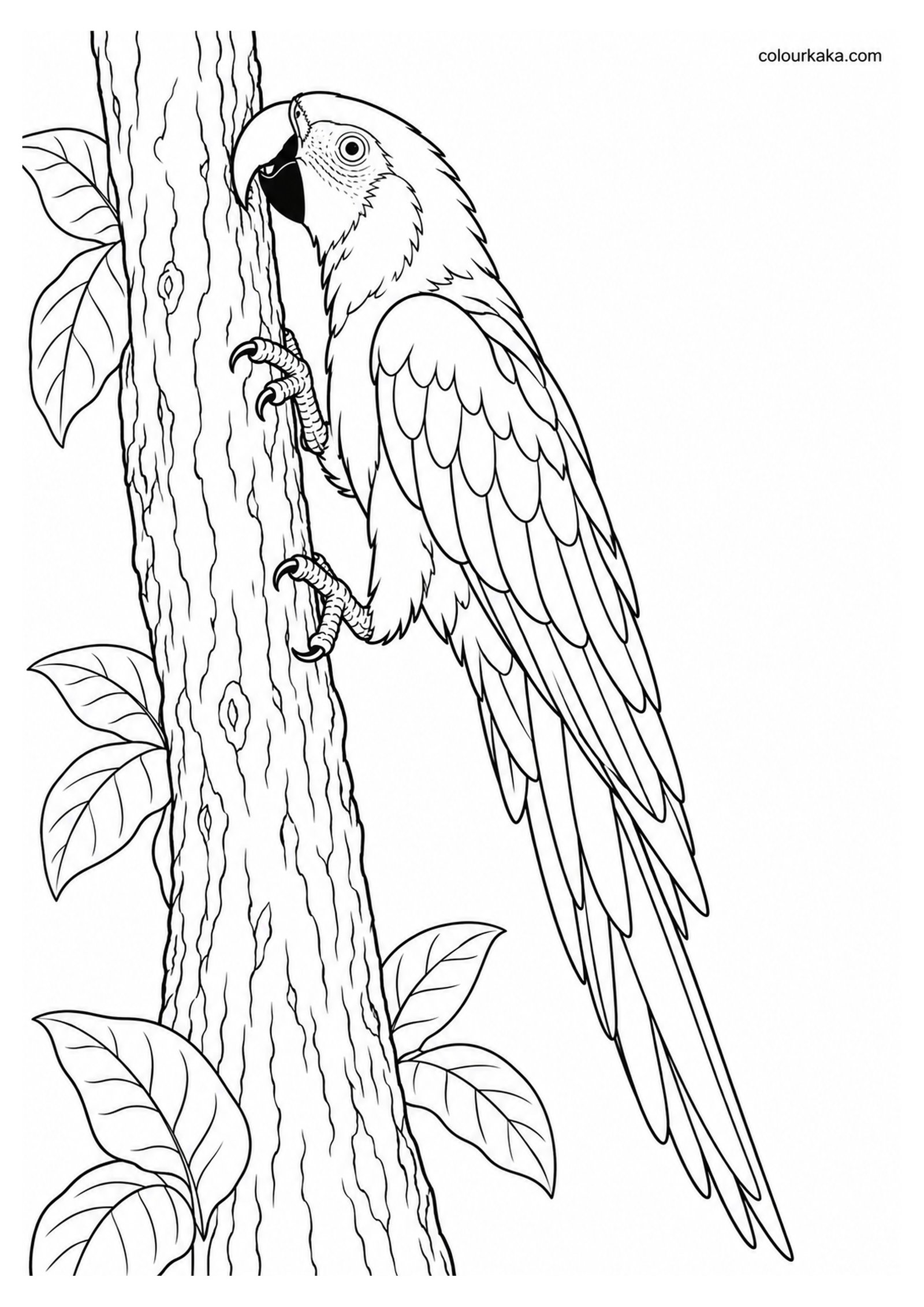 Scarlet Macaw Climbing a Tree with Its Beak and Feet Colouring Page colouring page preview