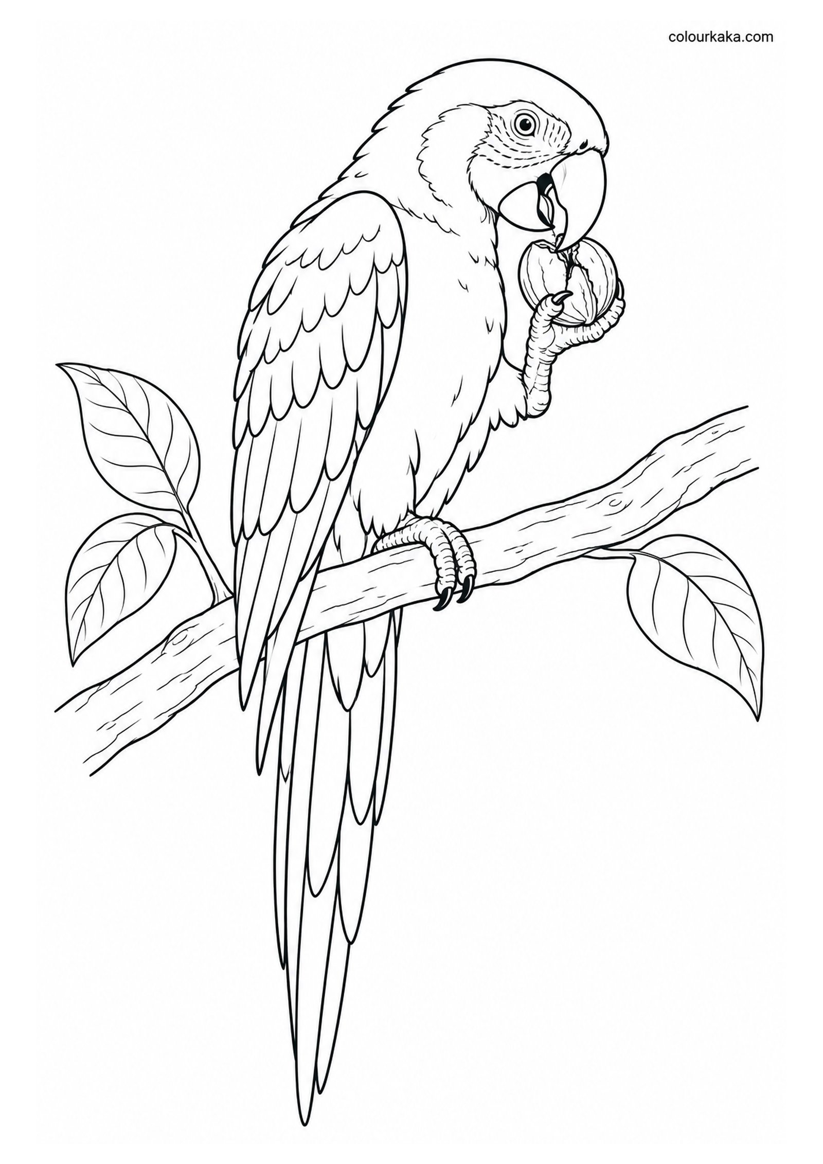 Scarlet Macaw Cracking a Nut Colouring Page colouring page preview