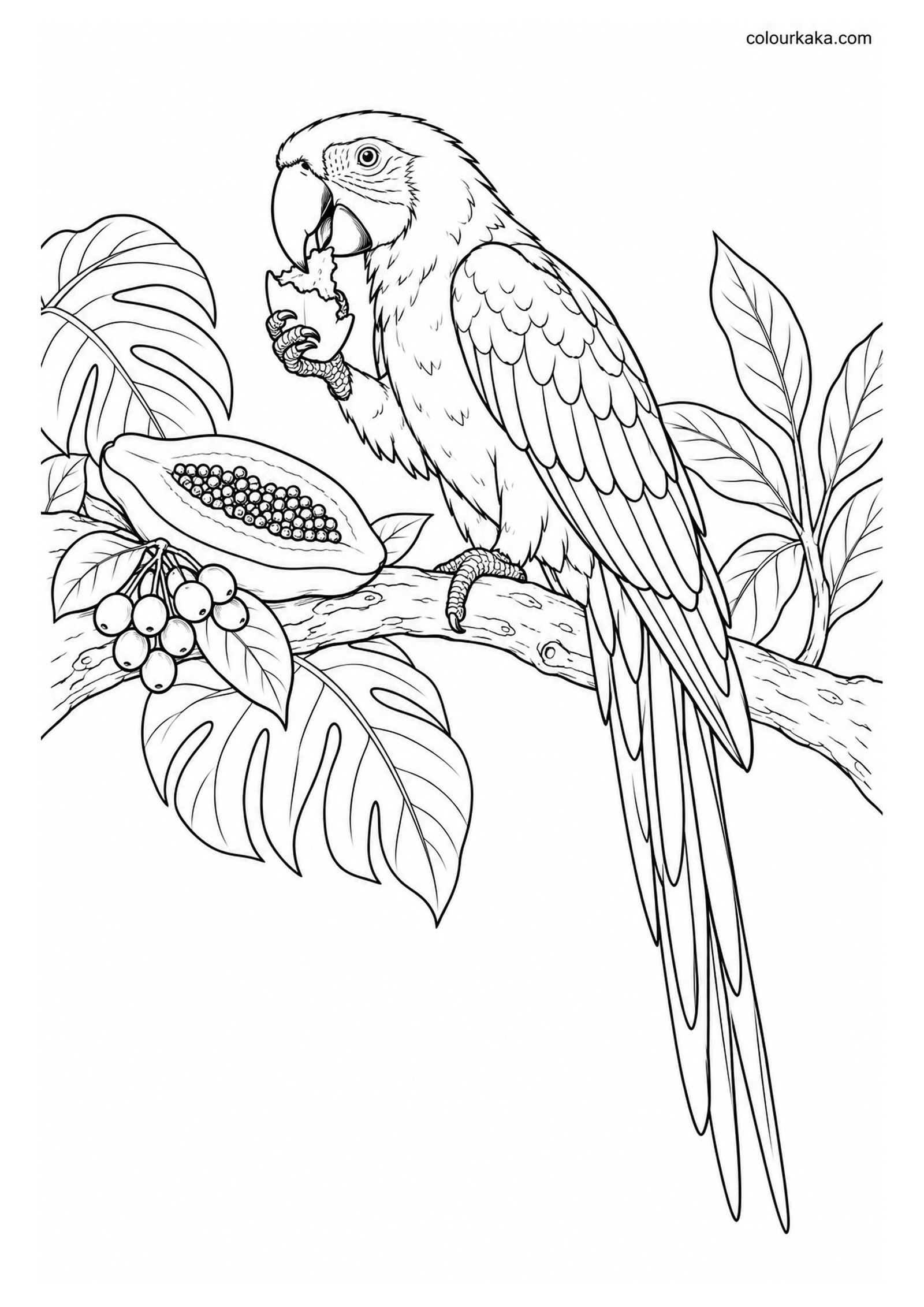 Scarlet Macaw Eating Tropical Fruit Colouring Page colouring page preview