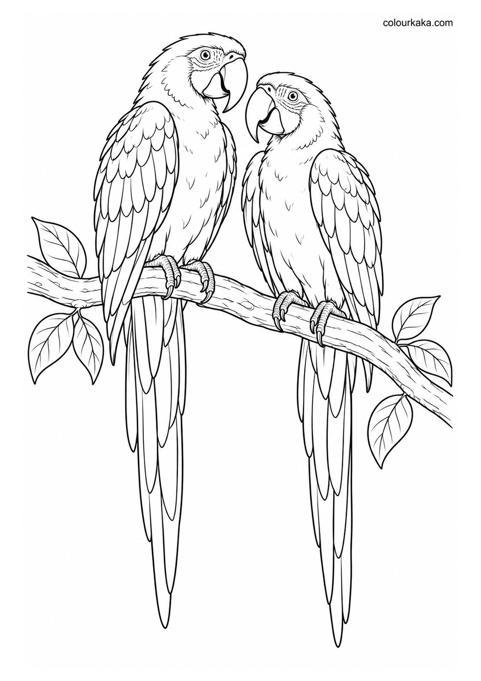 Scarlet Macaw Pair Sitting Together on a Branch Colouring Page colouring page preview