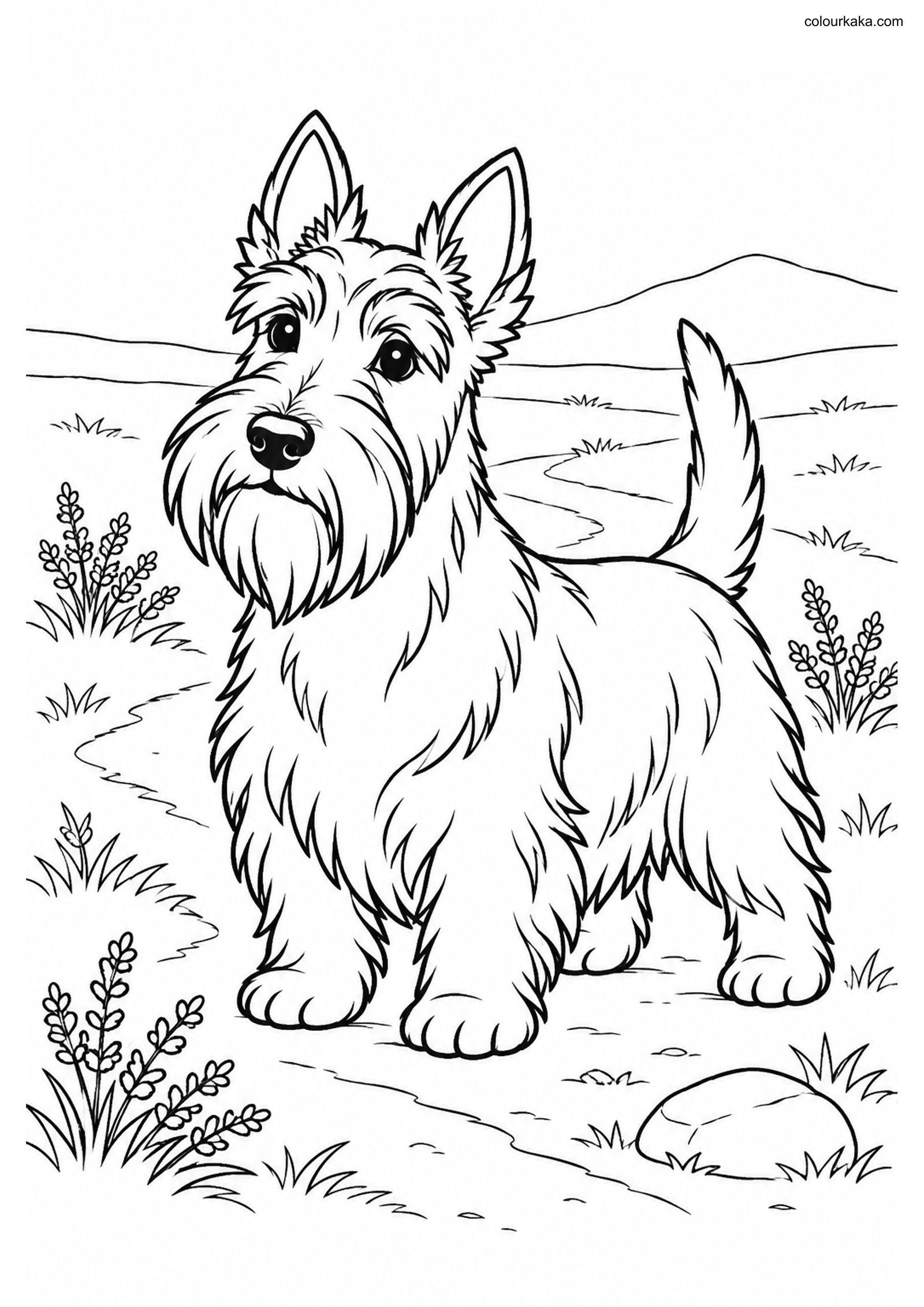 Scottish Terrier Colouring colouring page preview