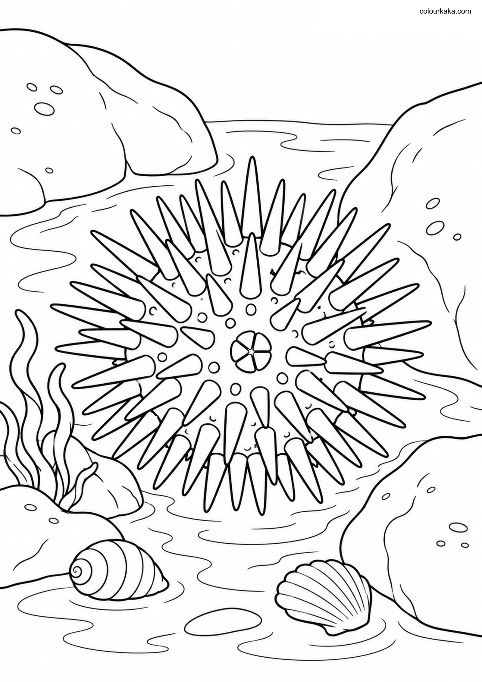 Sea Urchin Tide Pool Colouring colouring page preview