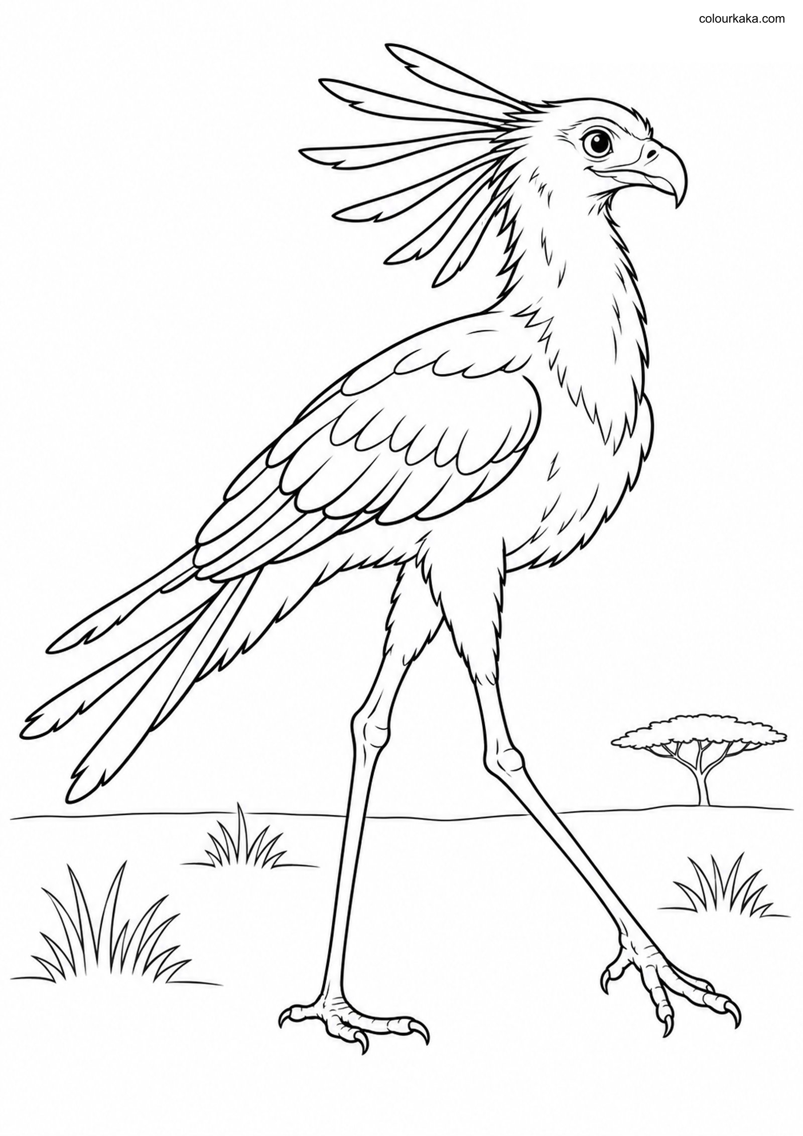 Secretary Bird Walking Page colouring page preview