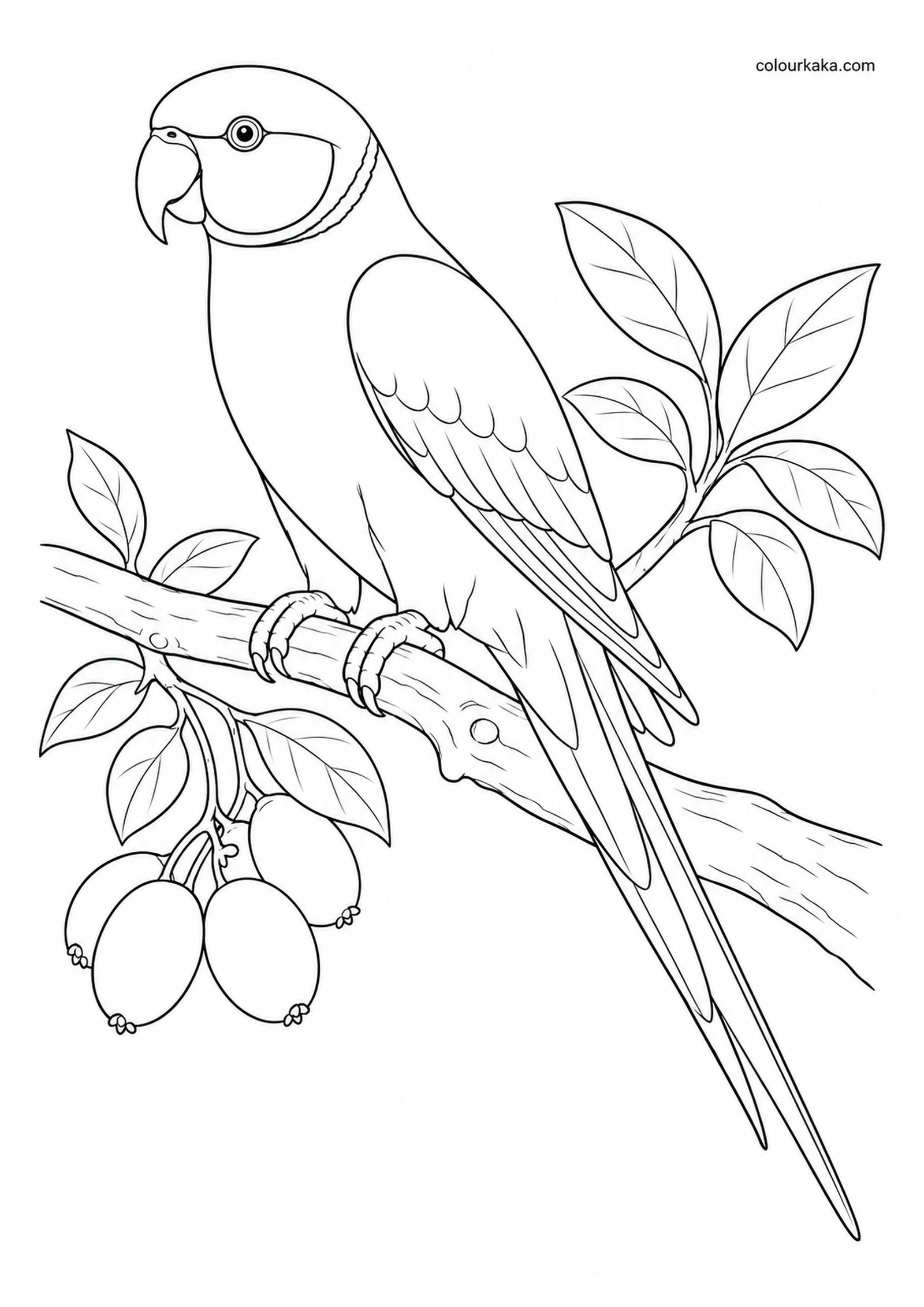 Seychelles Parakeet Colouring Page colouring page preview