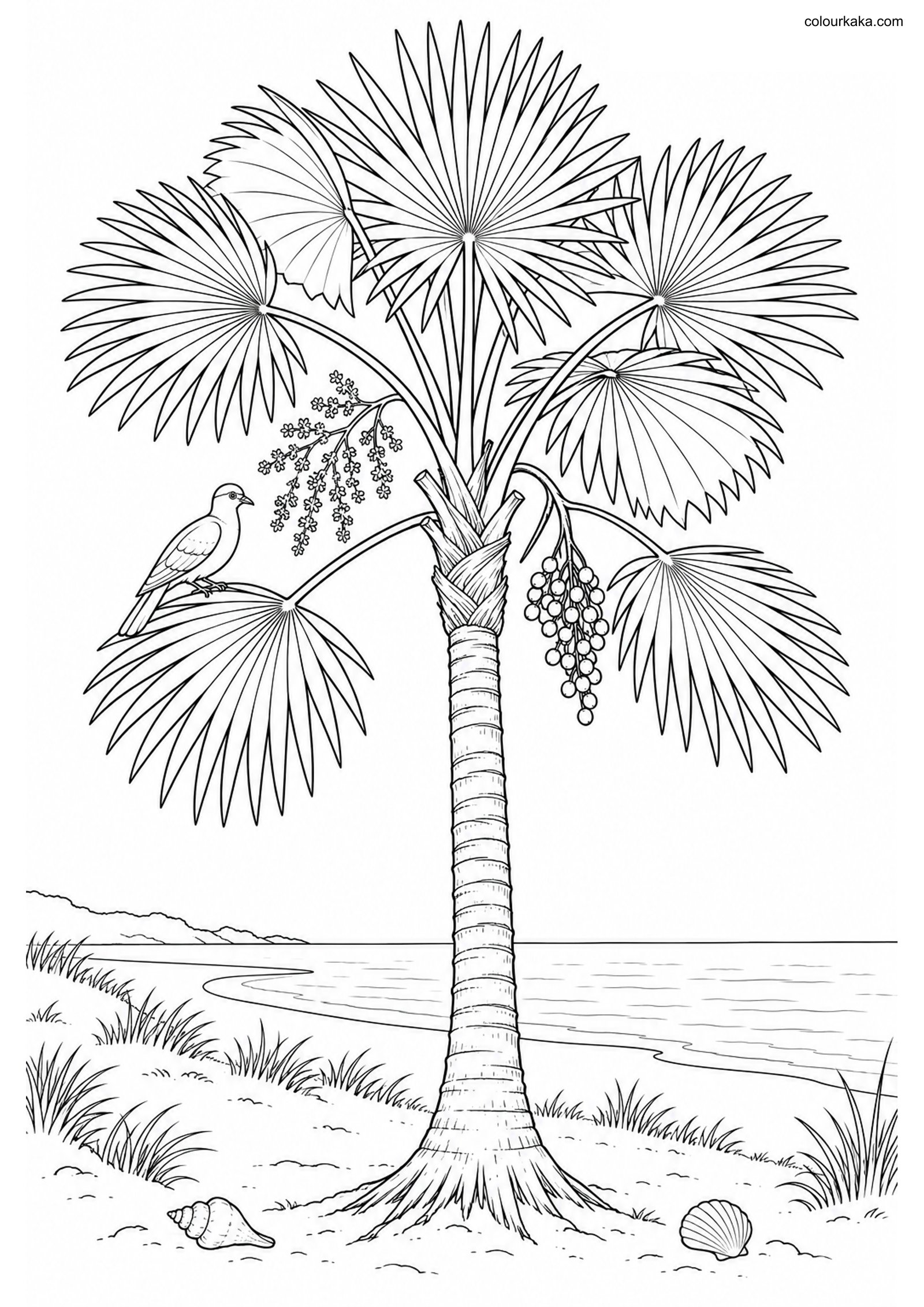 Silver Thatch Palm Colouring colouring page preview