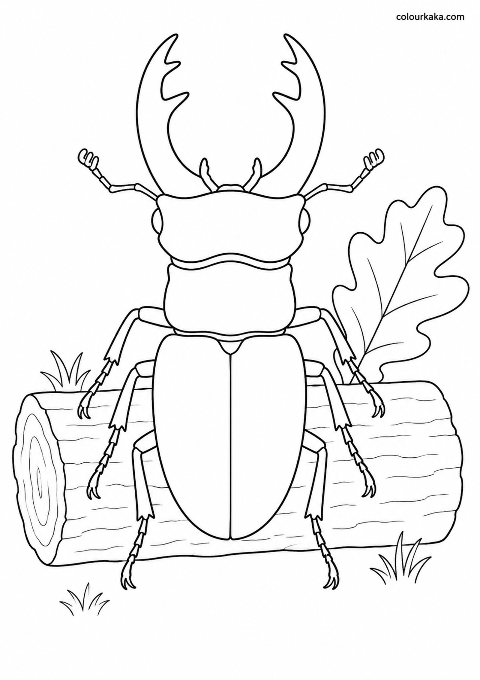 Stag Beetle Woodland Colouring colouring page preview