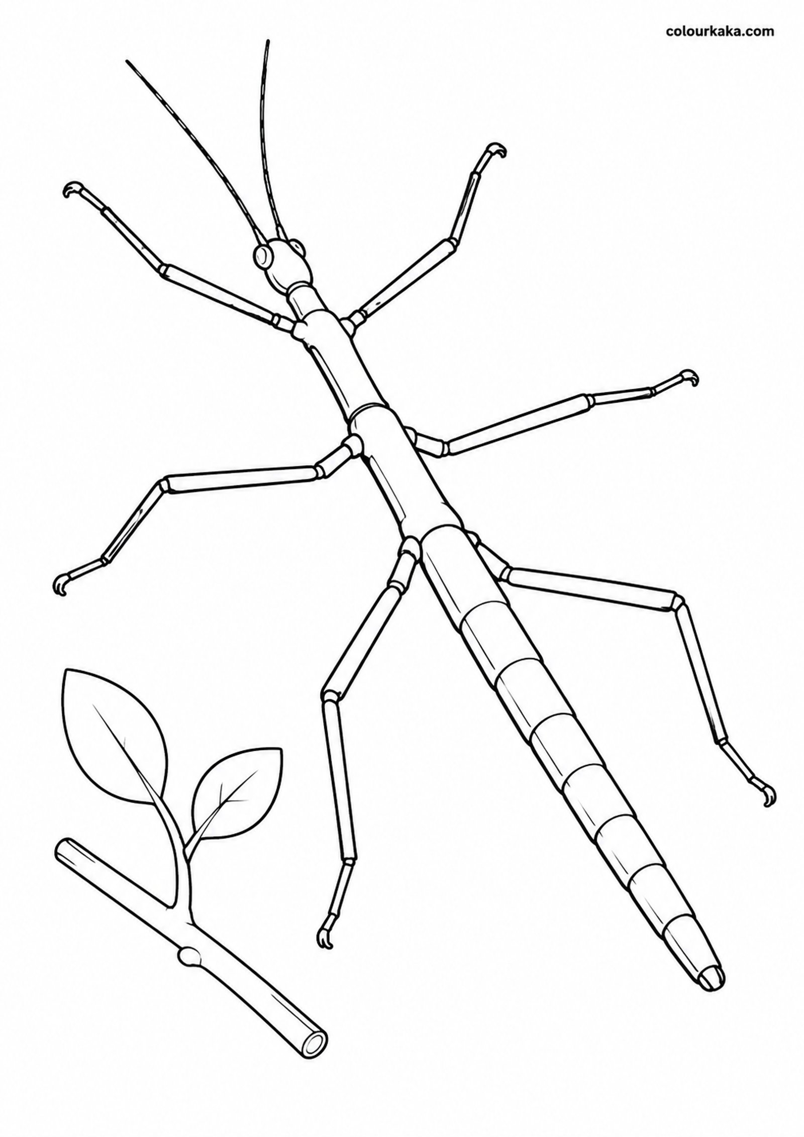 Stick Insect Twig Colouring colouring page preview