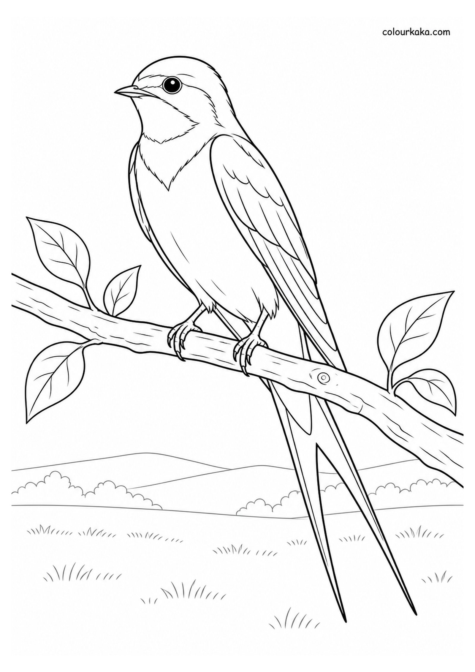 Swallow Perched on a Tree Branch Colouring Page colouring page preview