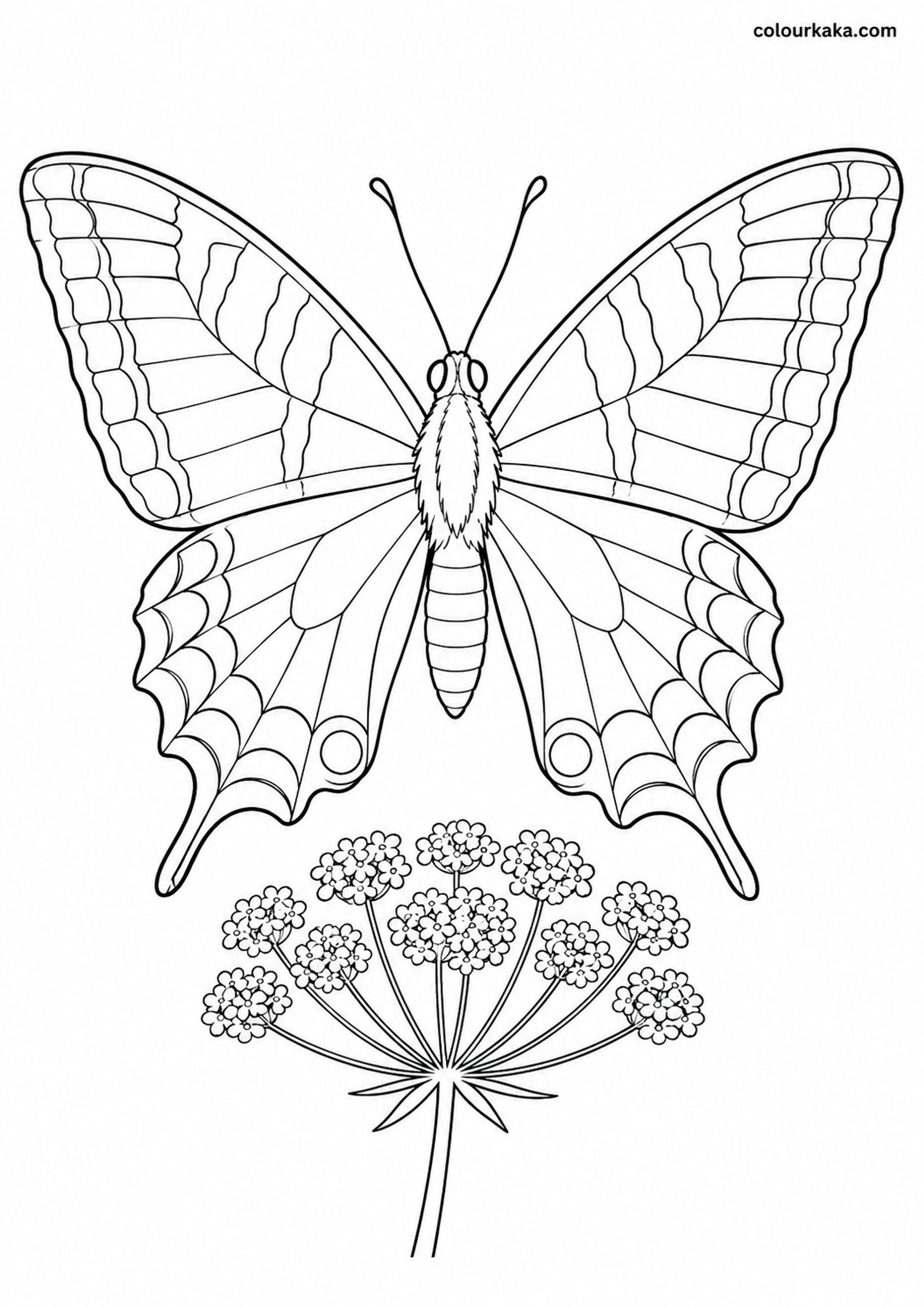 Swallowtail Butterfly Colouring colouring page preview