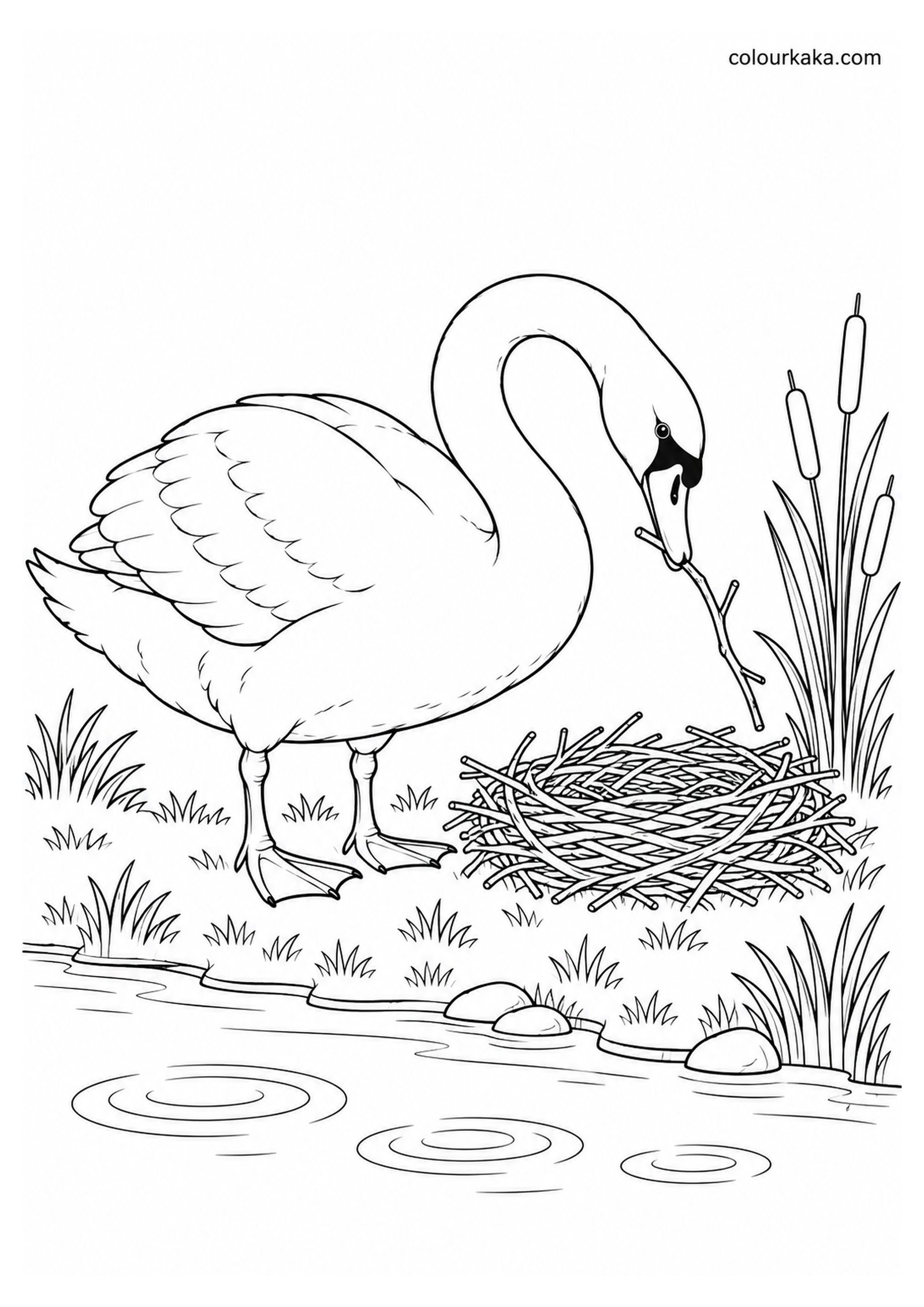 Swan Building a Nest Colouring colouring page preview
