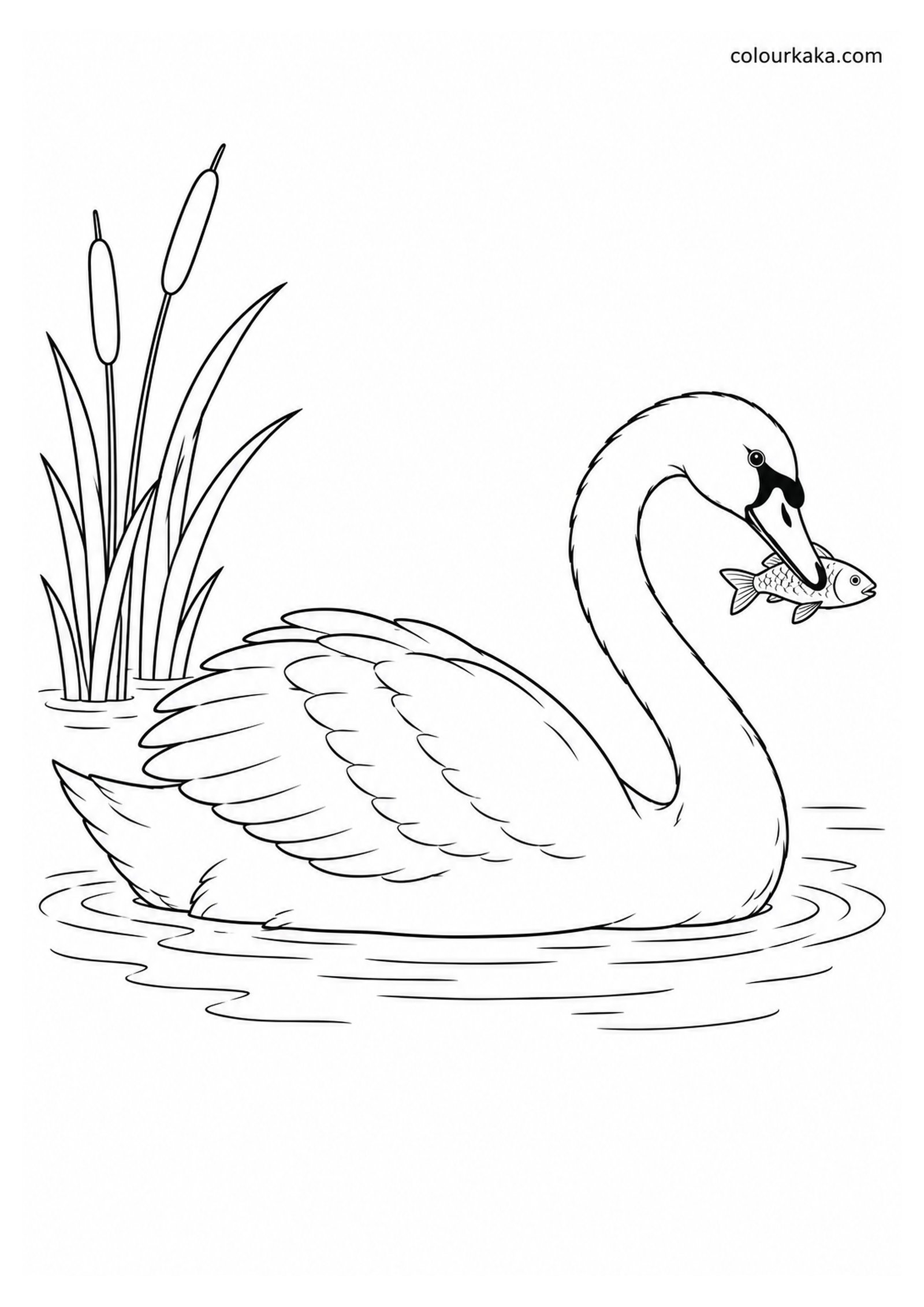 Swan Catching a Fish Colouring colouring page preview