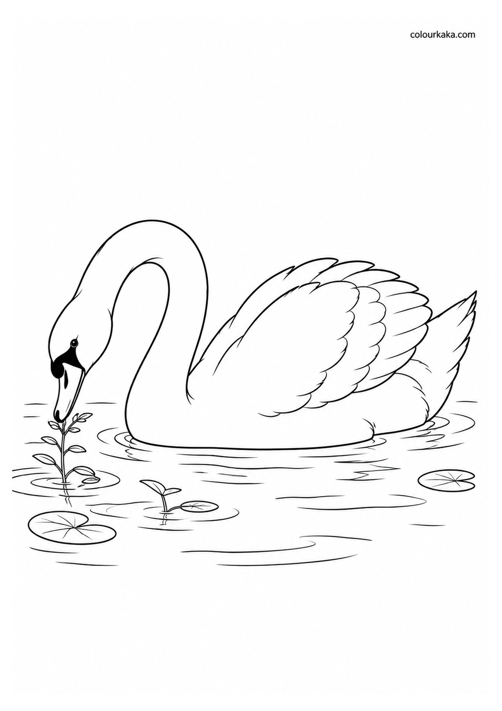 Swan Feeding in the Water Colouring colouring page preview