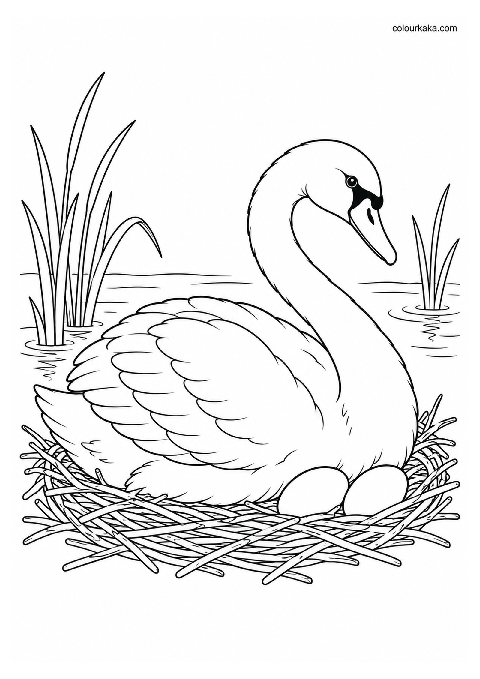 Swan Nesting by the Pond Colouring colouring page preview