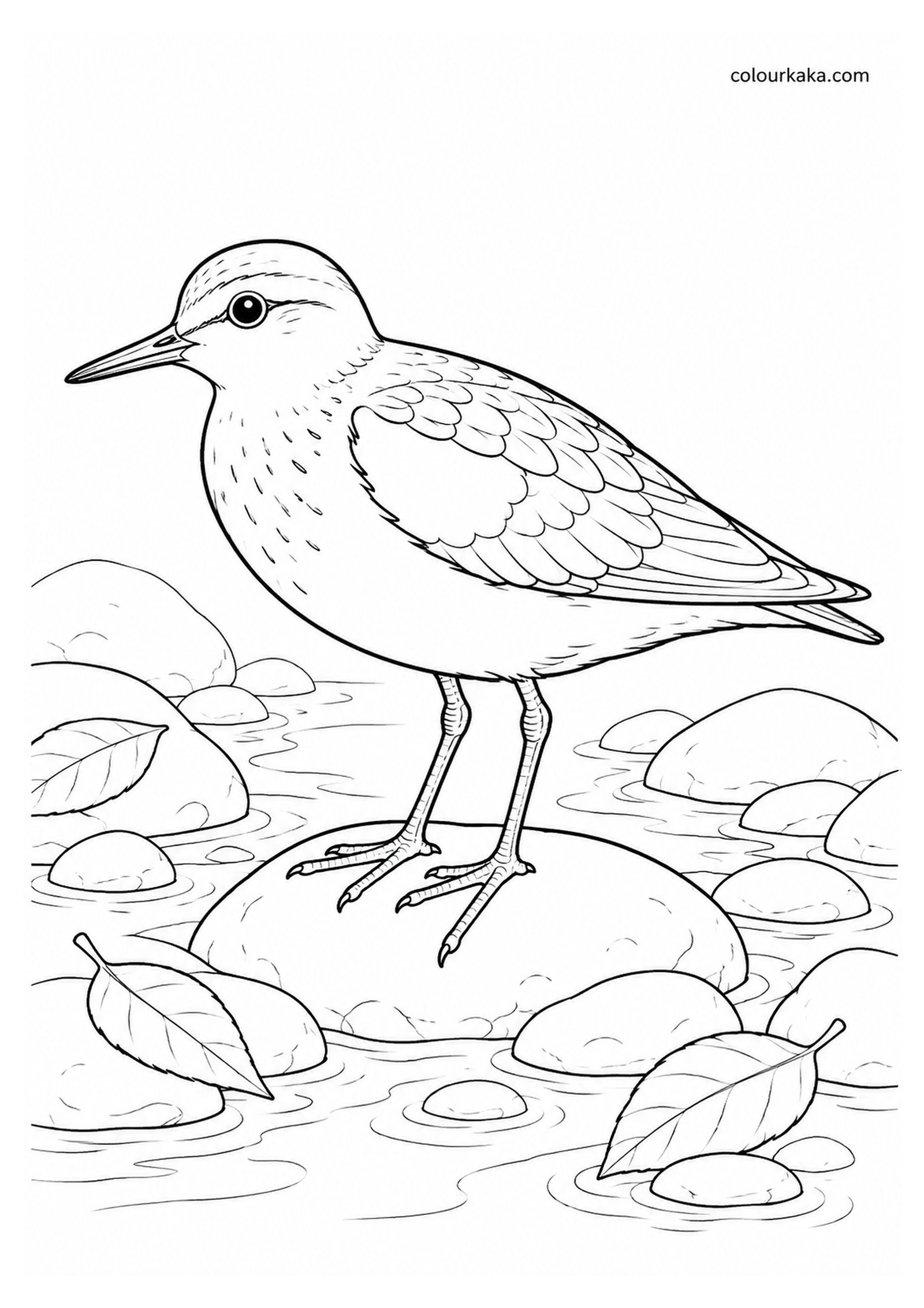 Tahiti Sandpiper Colouring Page colouring page preview