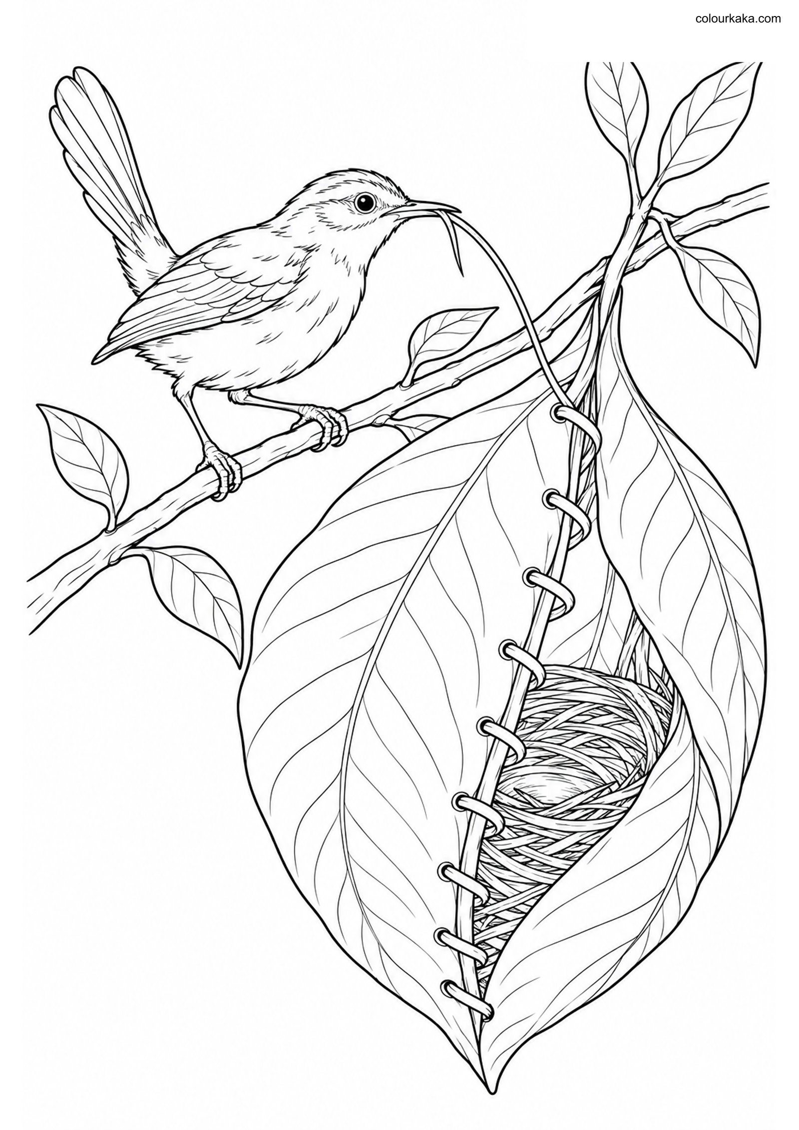 Tailorbird Leaf Nest Colouring colouring page preview