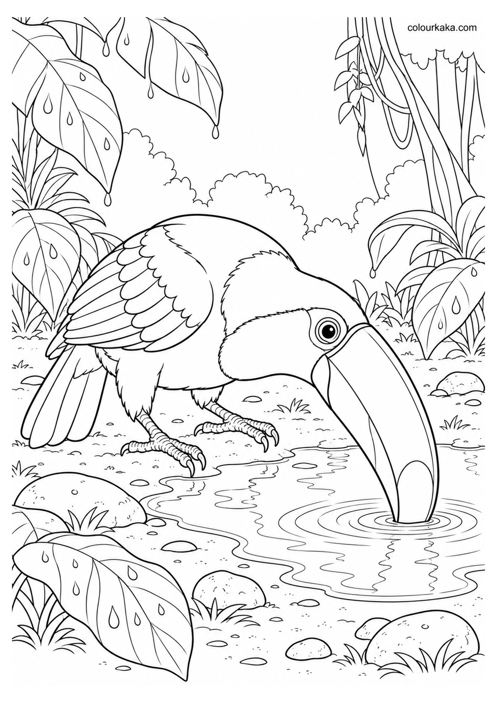Toco Toucan Drinking Water After the Rain Colouring Page colouring page preview