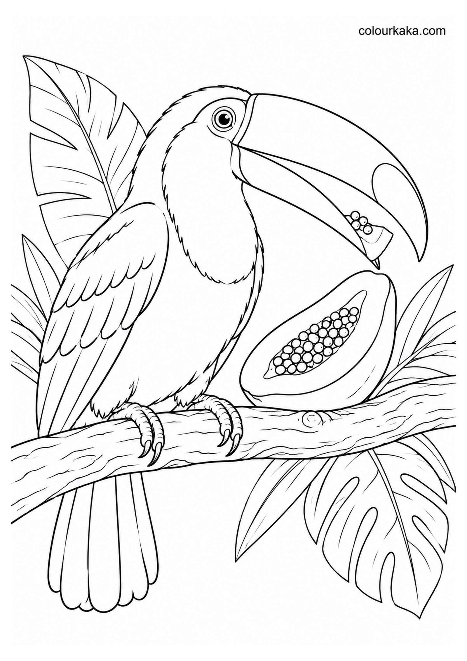 Toco Toucan Eating Tropical Fruit Colouring Page colouring page preview