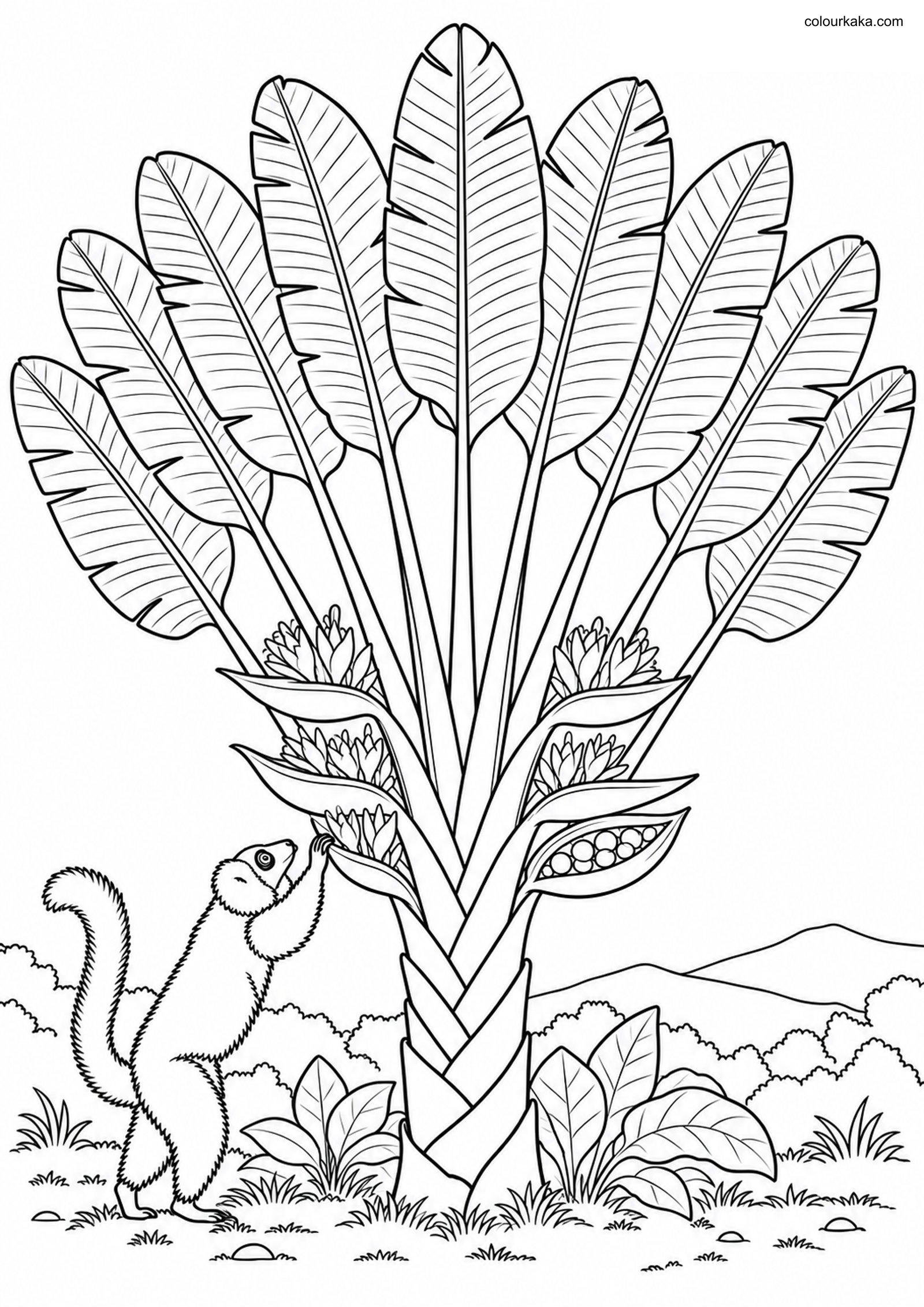 Traveler's Palm Colouring Page colouring page preview