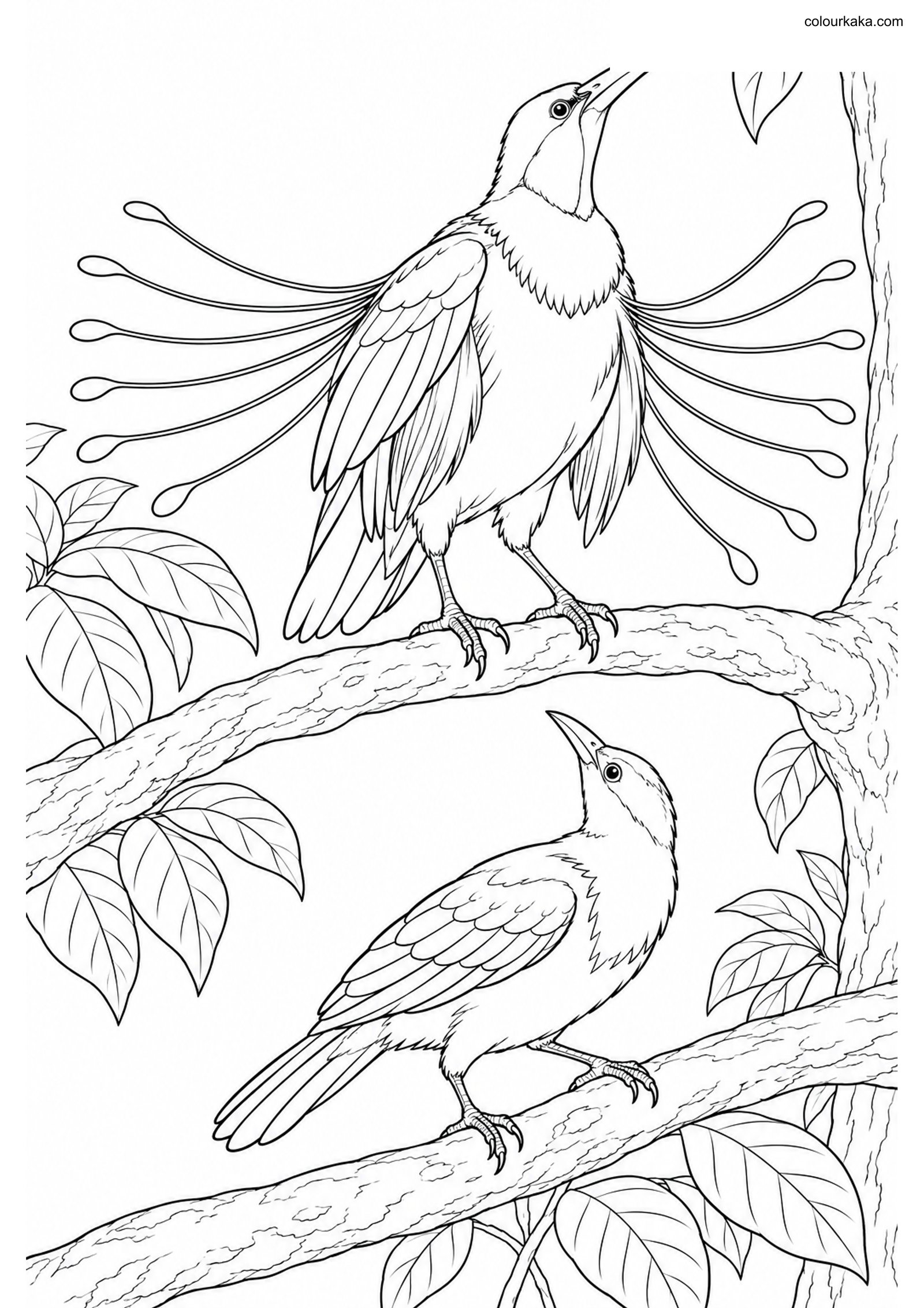 Twelve-wired Paradise Bird Page colouring page preview