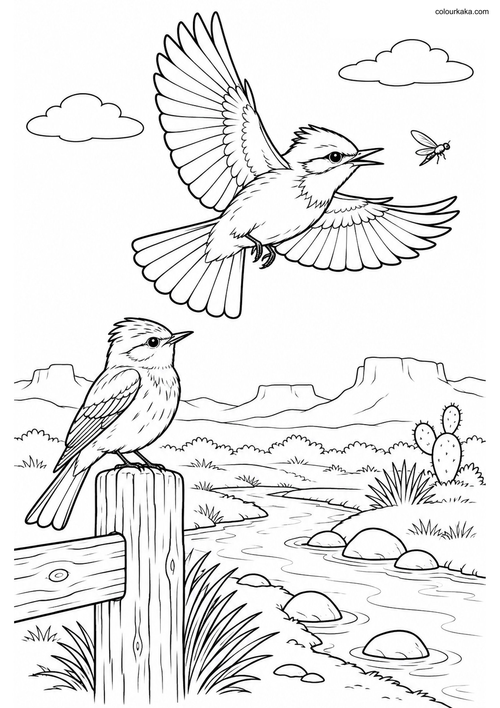 Vermilion Flycatcher Pair Page colouring page preview
